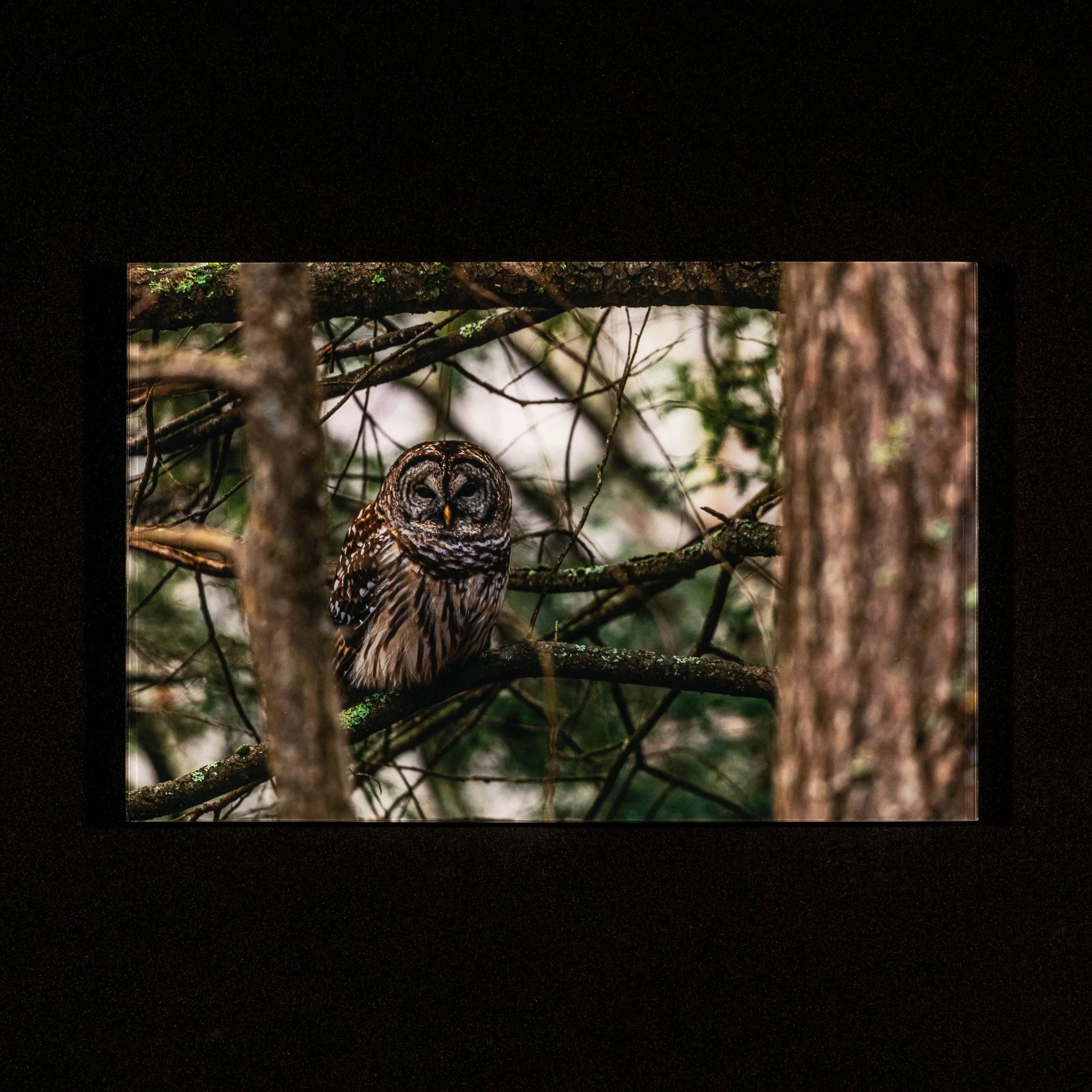 Acrylic Face Mount