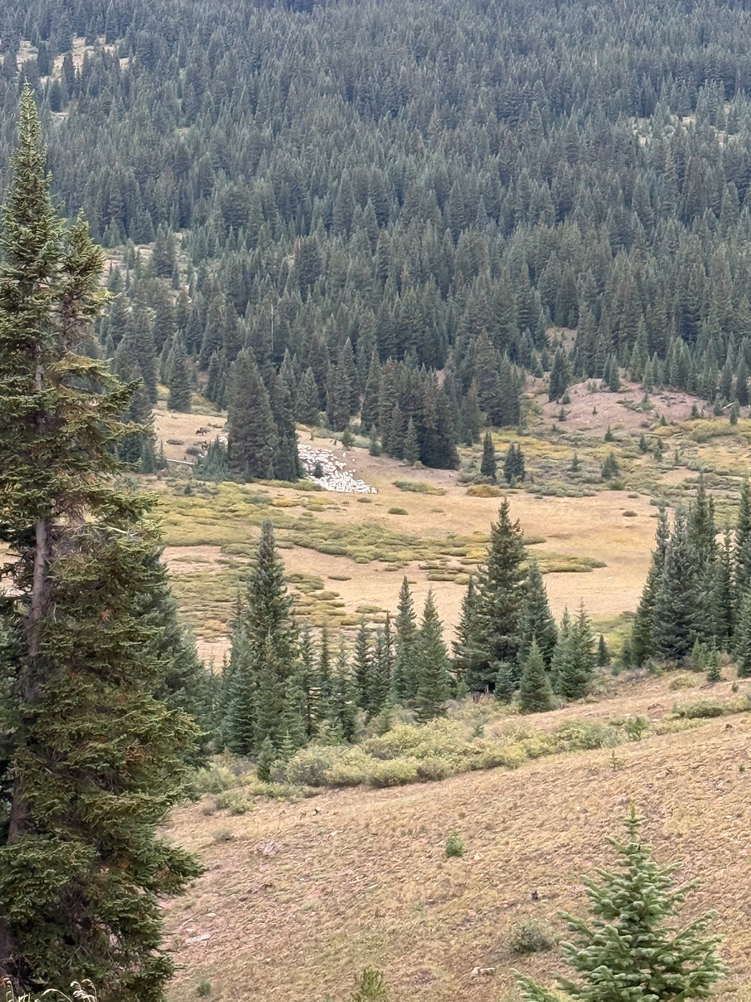 Herd of sheep across the valley