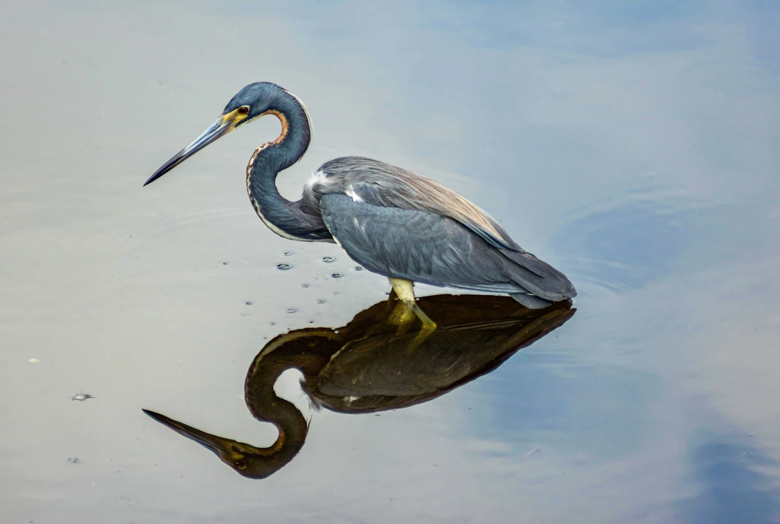 Tricolored Heron.jpg