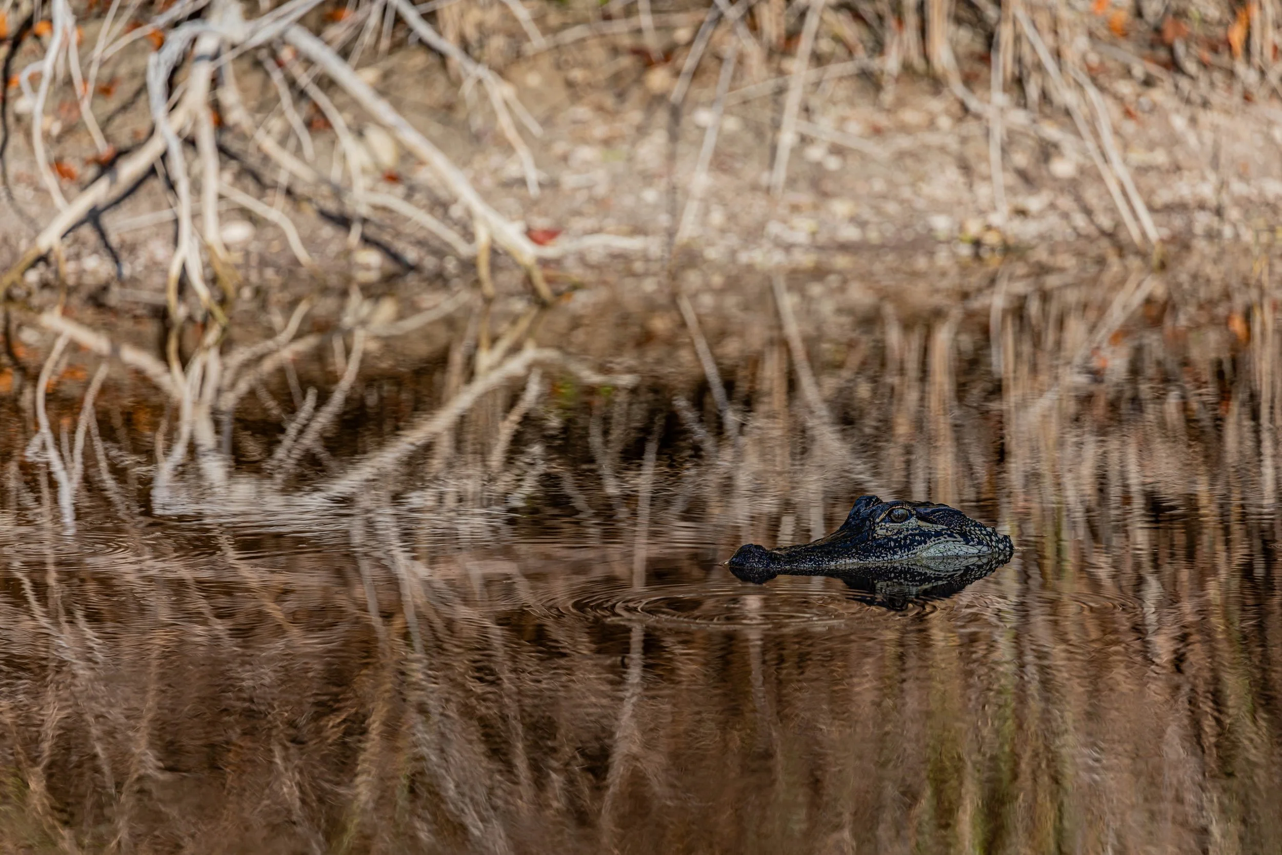 Juvenile American Alligator.jpg