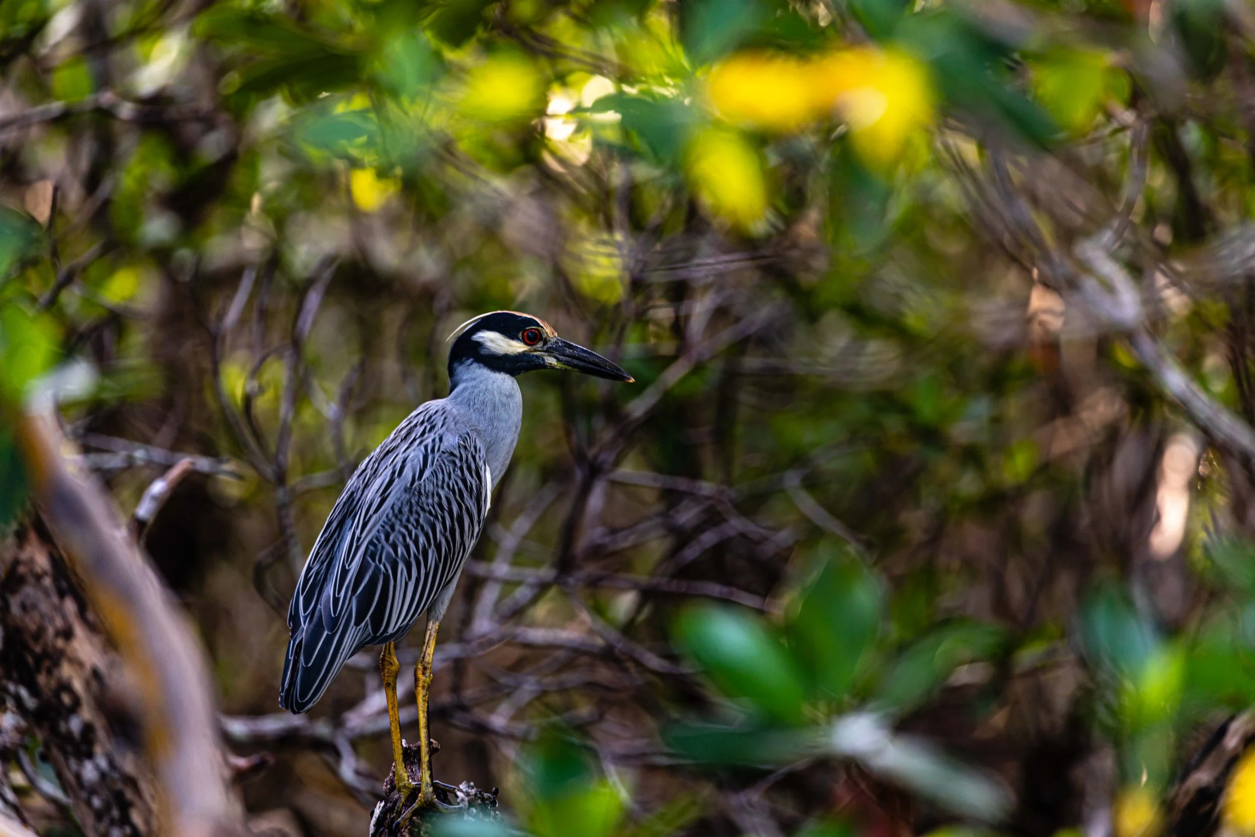 Yellow-crowned Night Heron Sunset.jpg