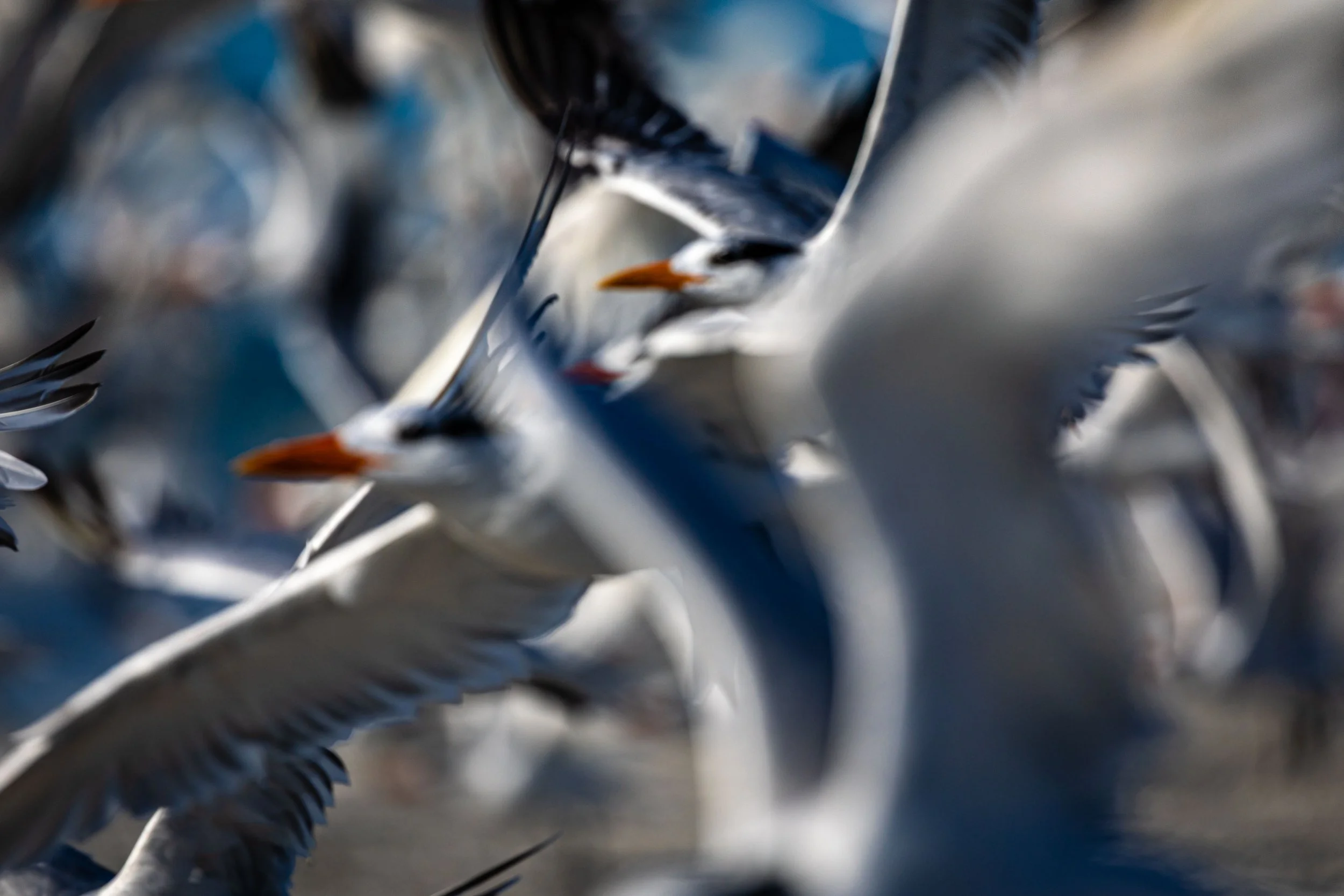 Royal Terns Blur.jpg