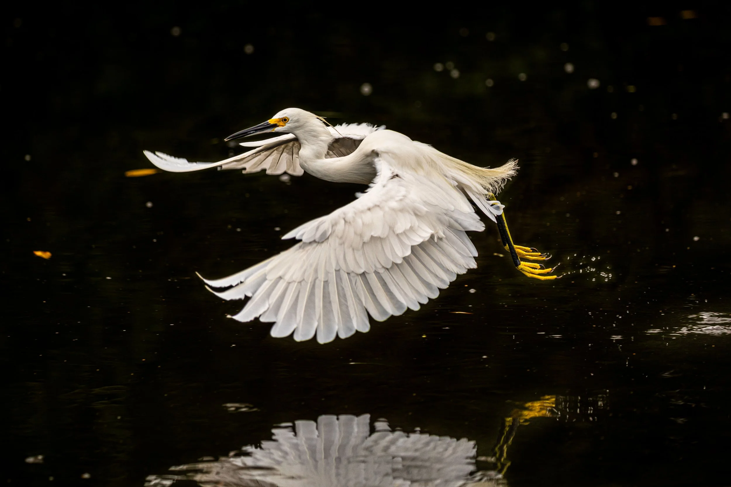 Snowy in Flight-2.jpg