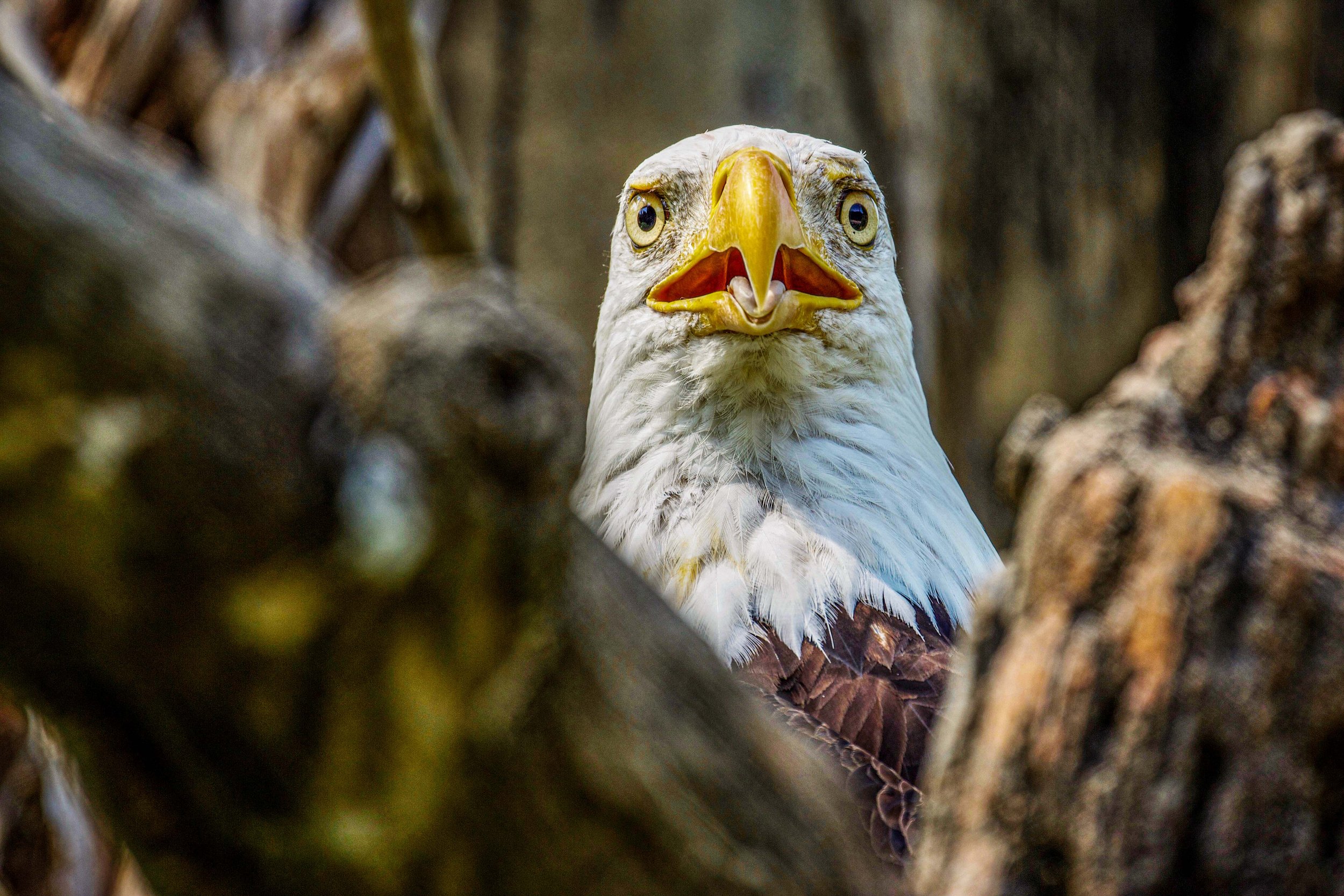 Bald Eagle Head-on.jpg