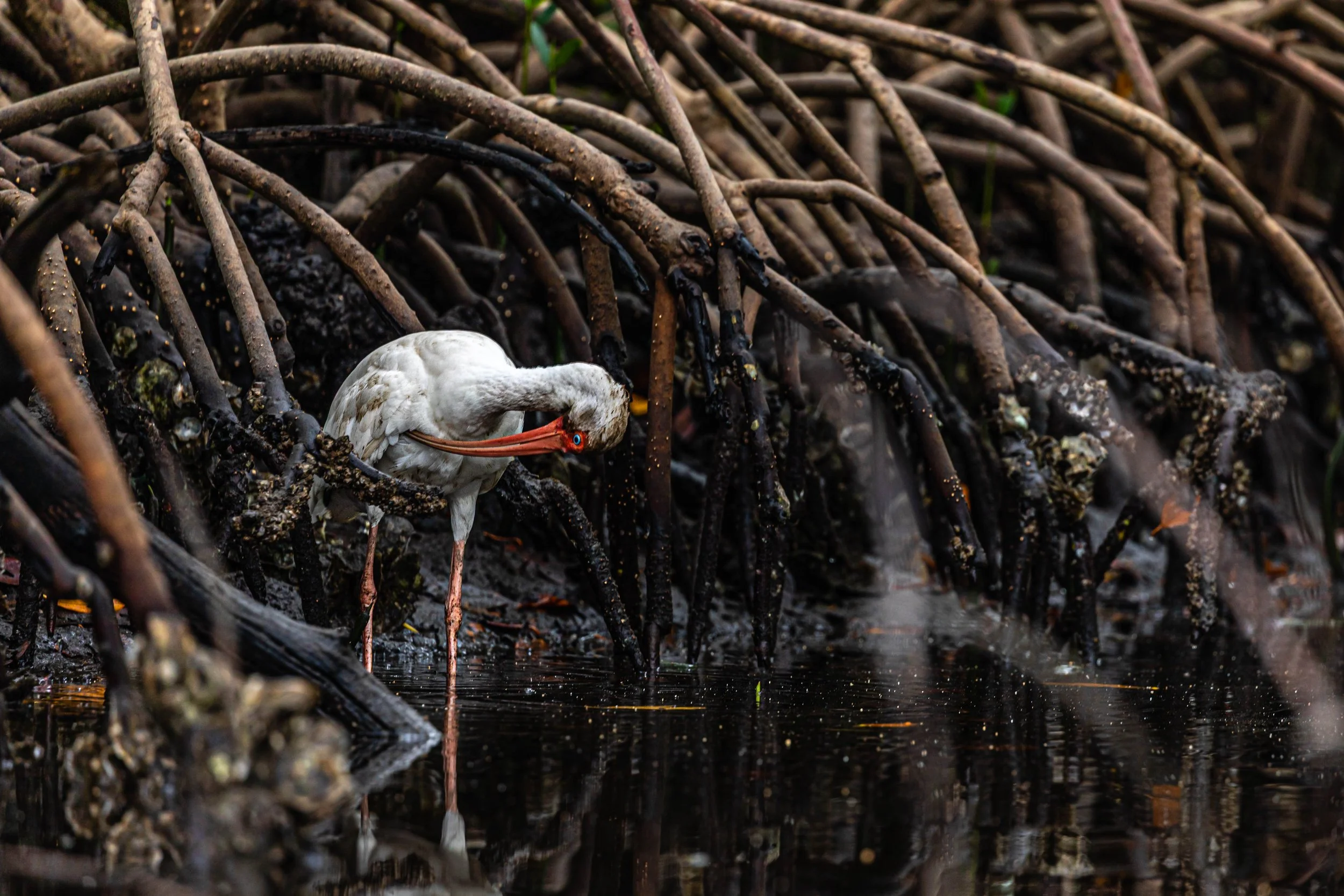 Ibis like Icarus.jpg