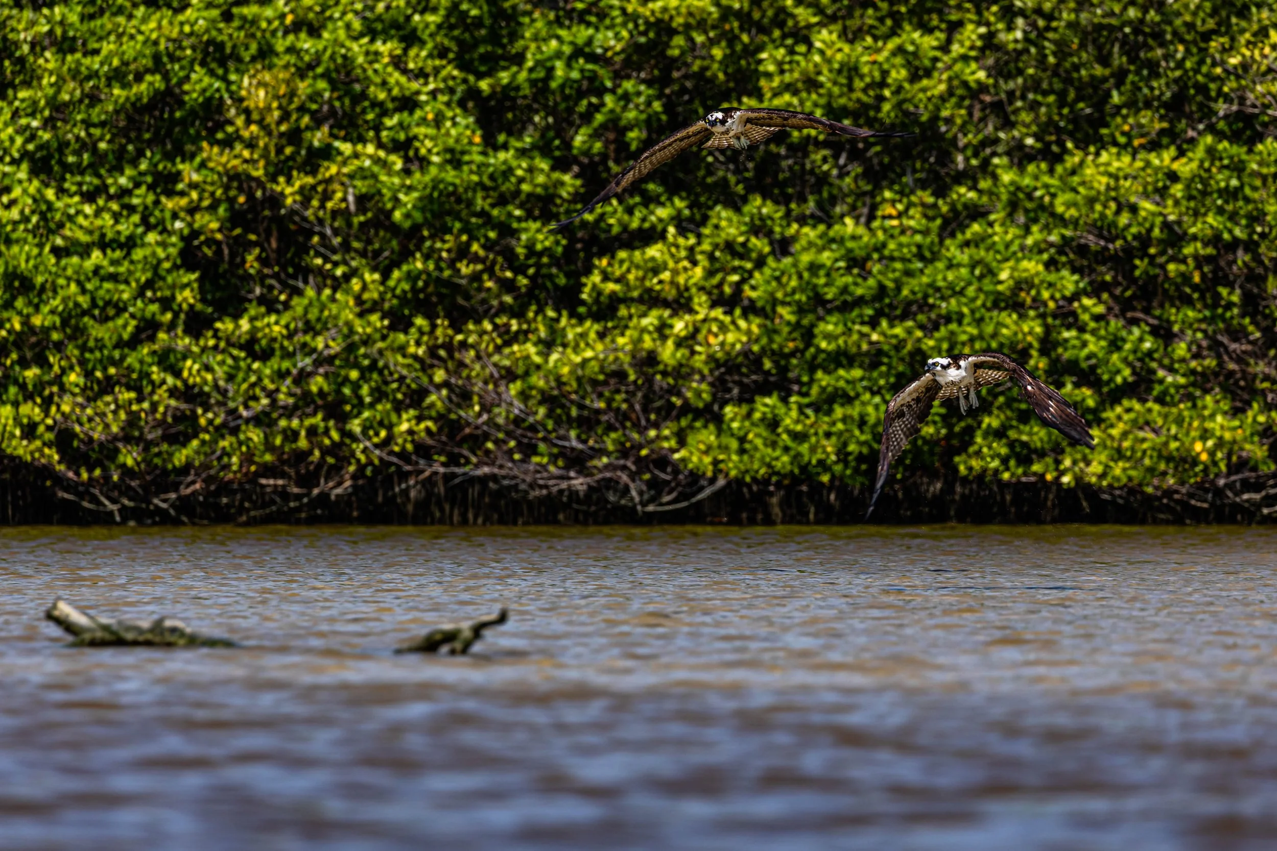 Two Osprey in Flight.jpg