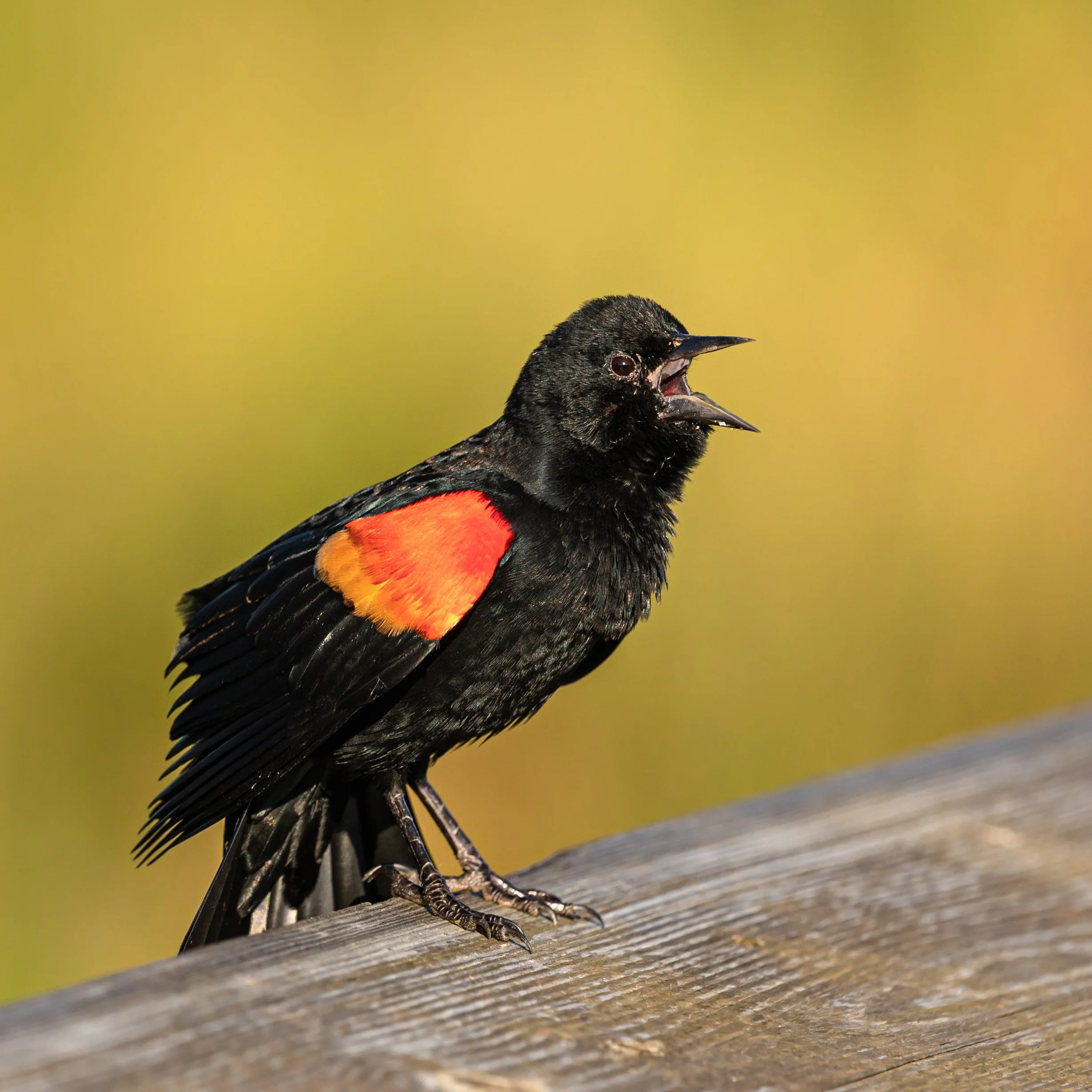 Red-winged Blackbird.jpg