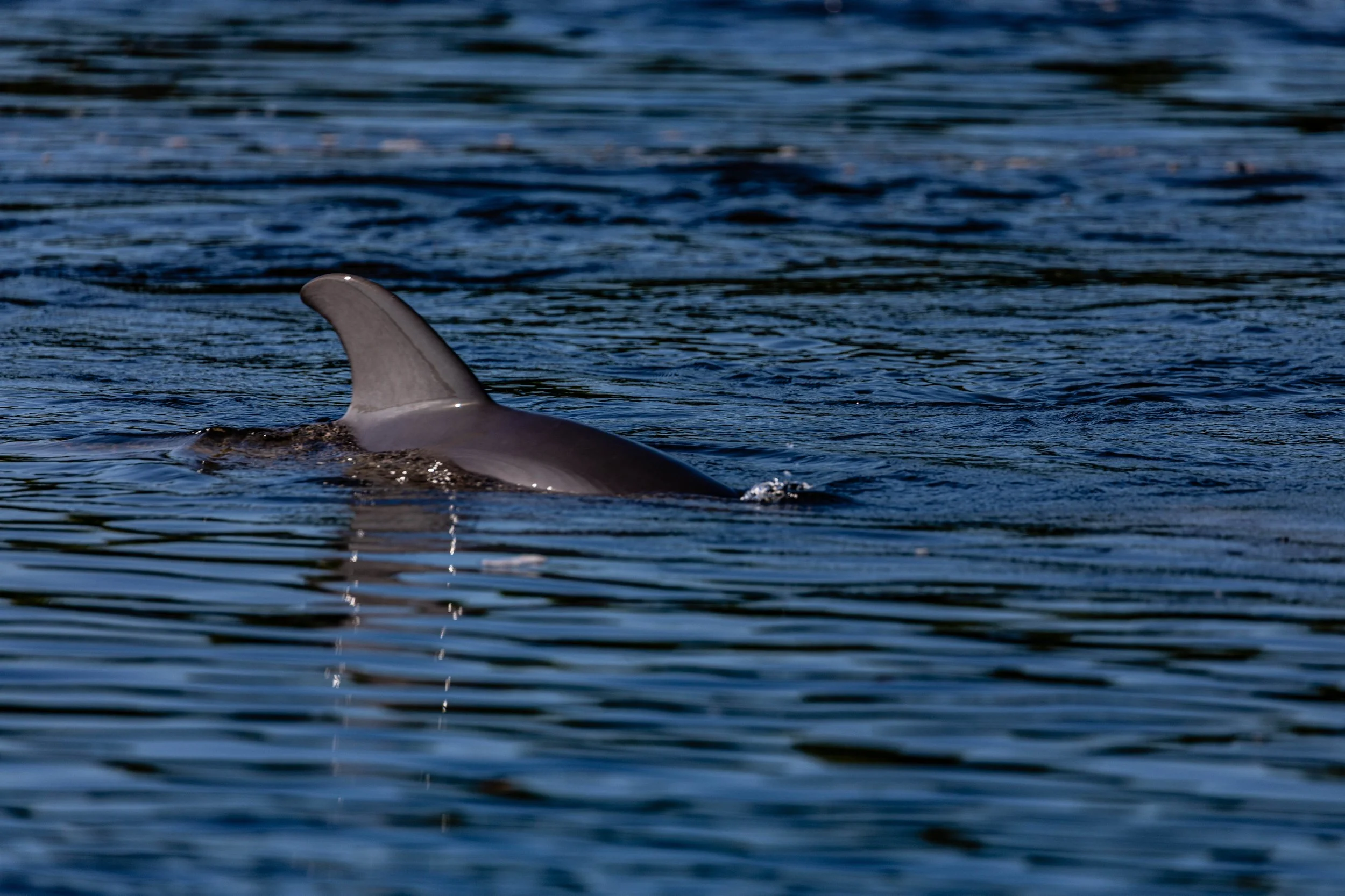 Dolphin in the Blue.jpg