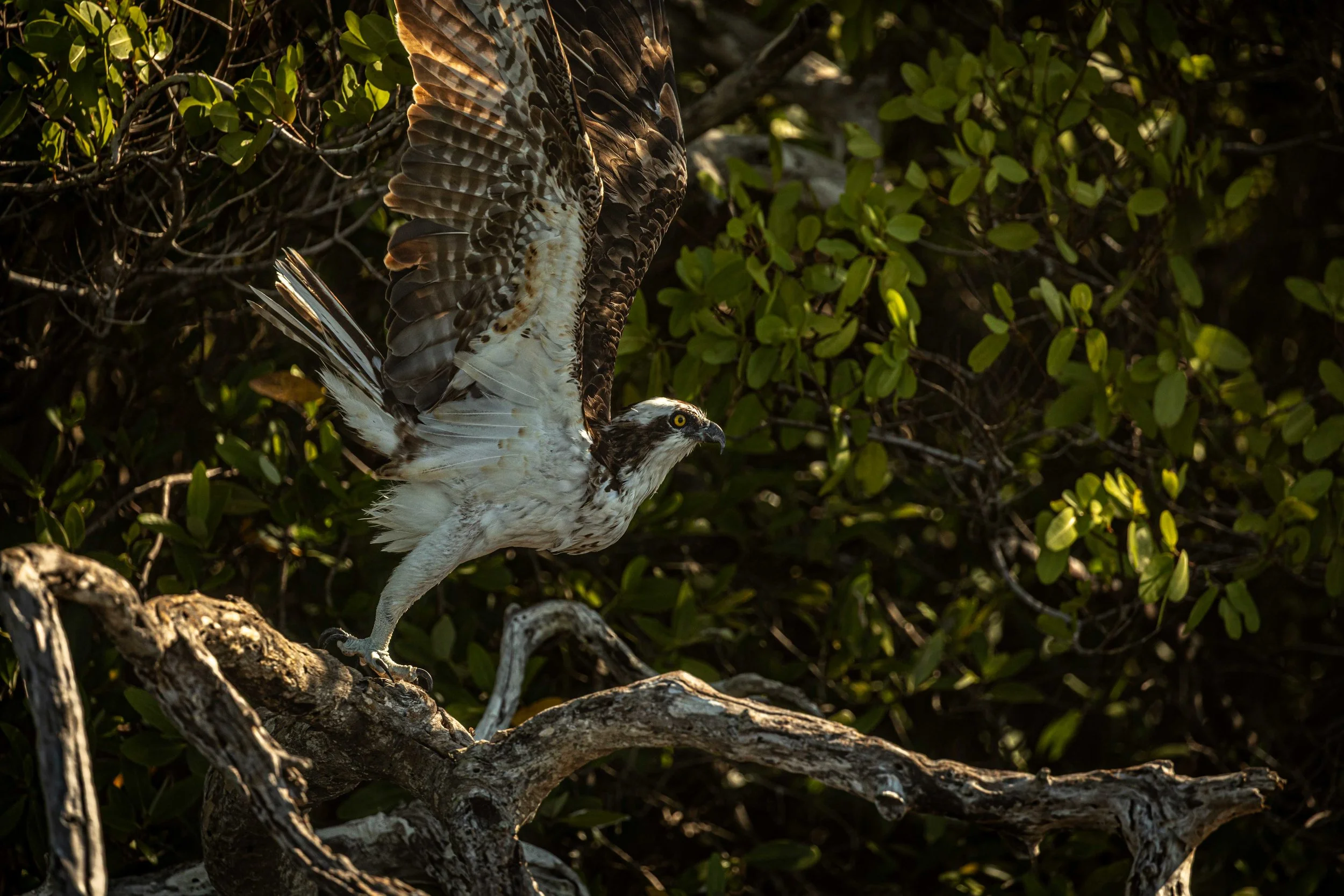 Osprey Take off.jpg