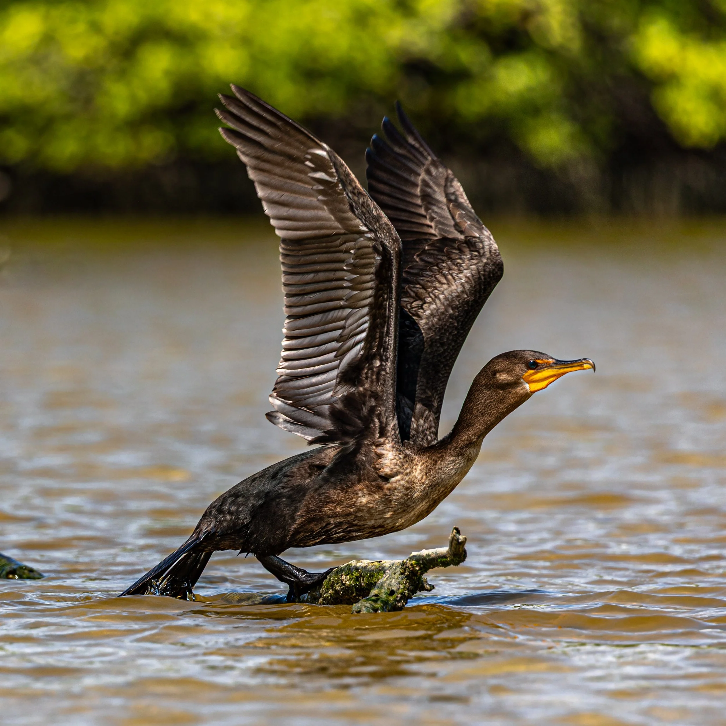 Cormorant Take off.jpg