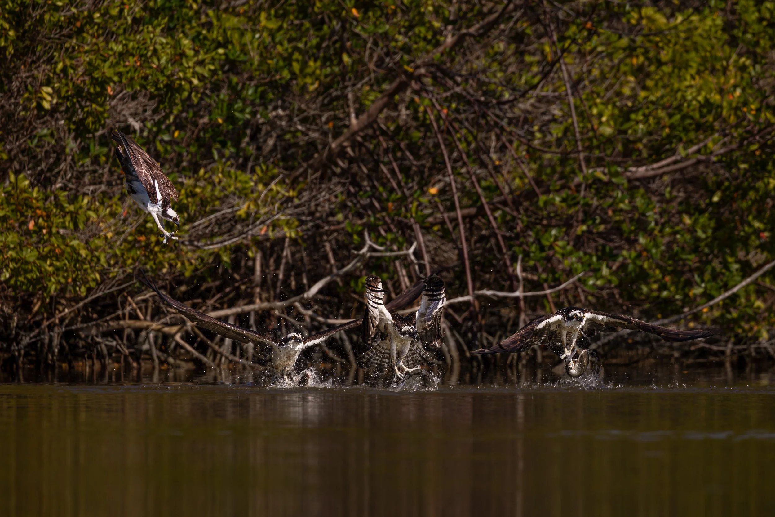 Overlay Osprey 1.jpg