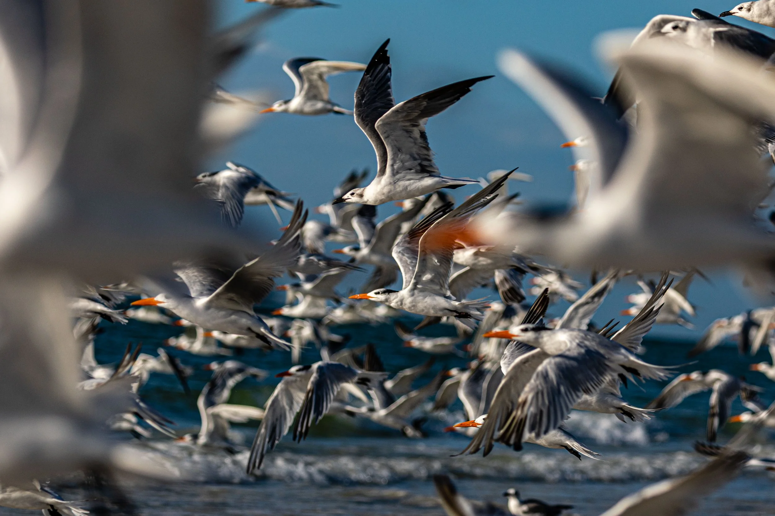 Royal Tern and Gull Flock.jpg