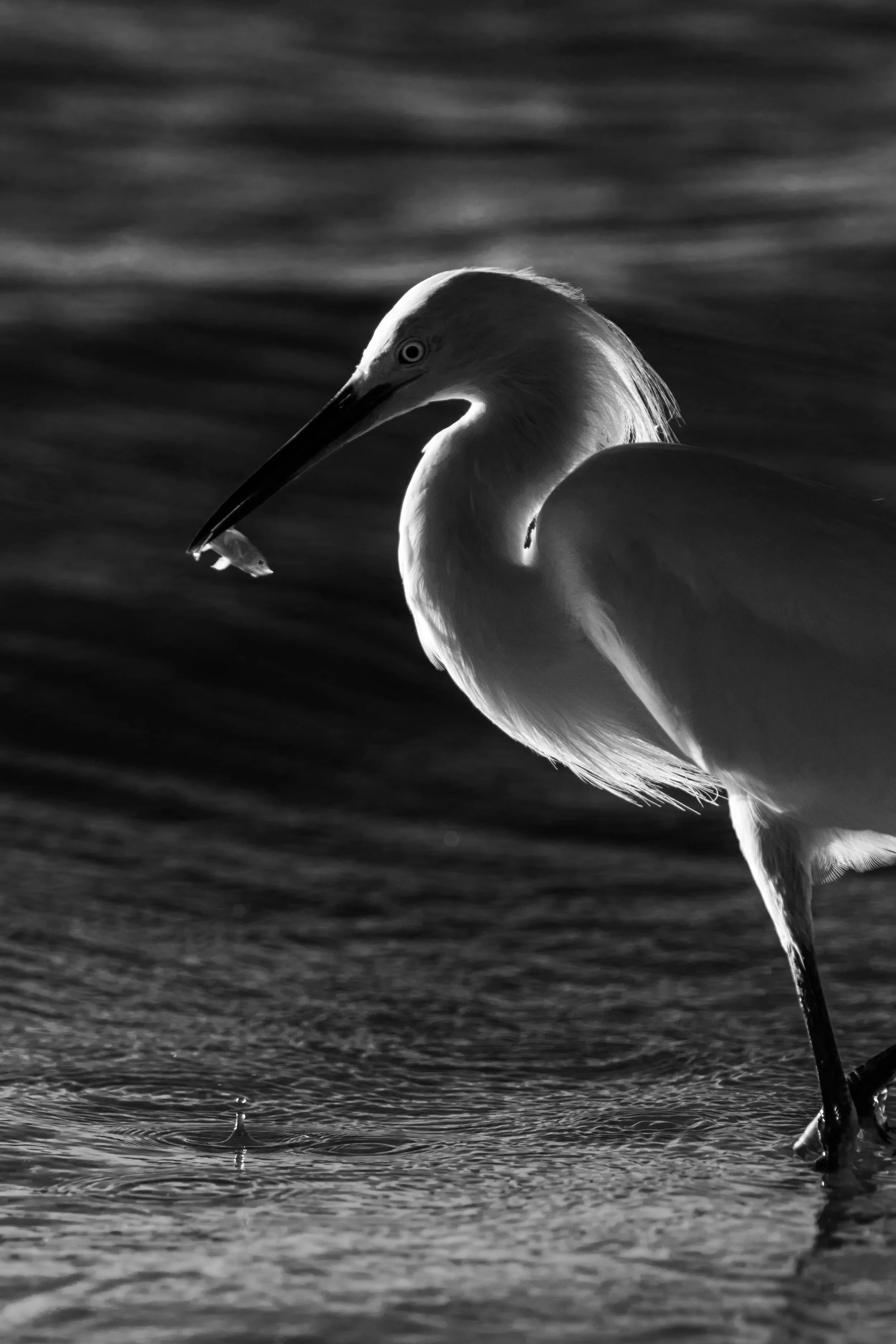 Snowy Hunitng Surf B&W-2.jpg