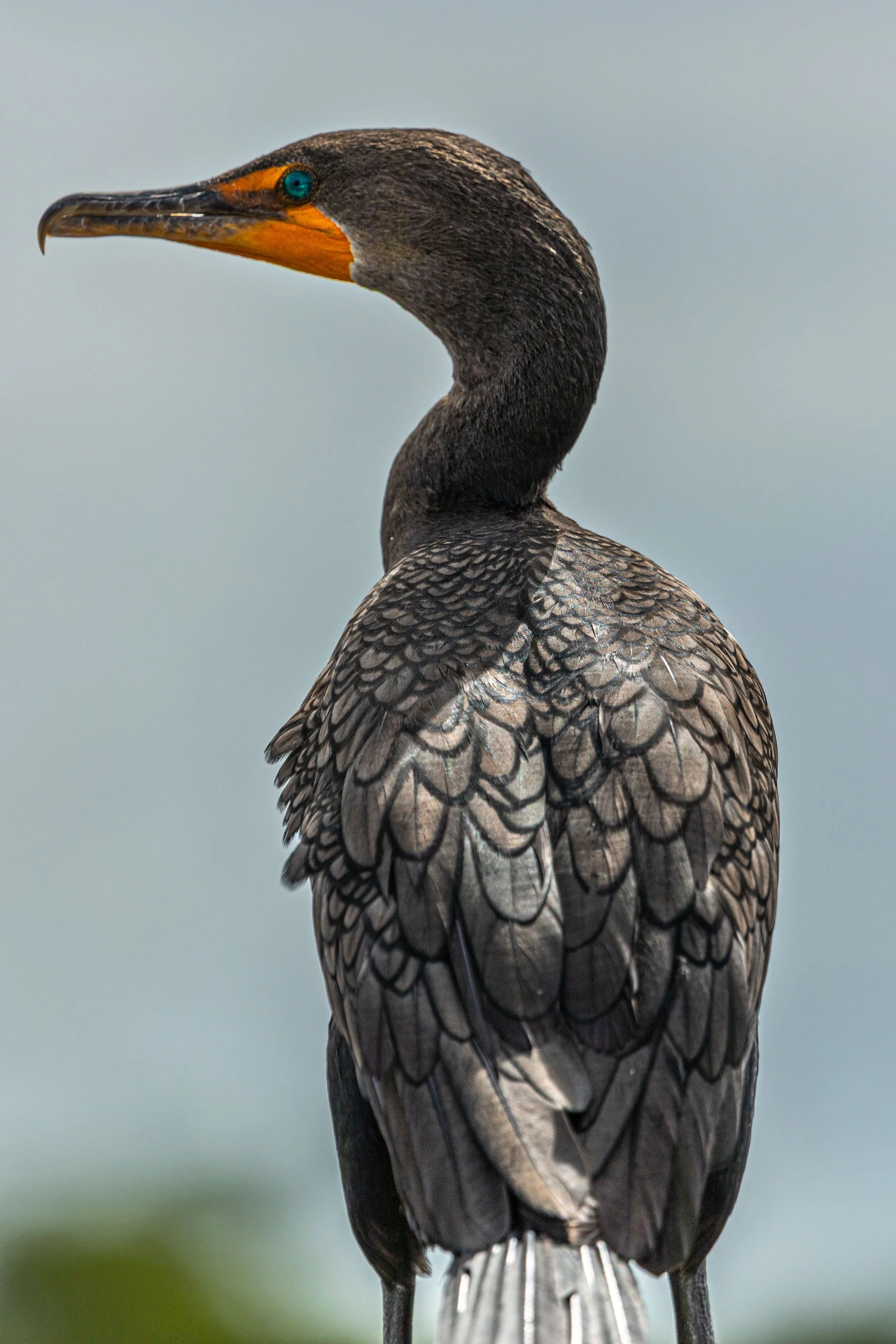 Cormorant.jpg