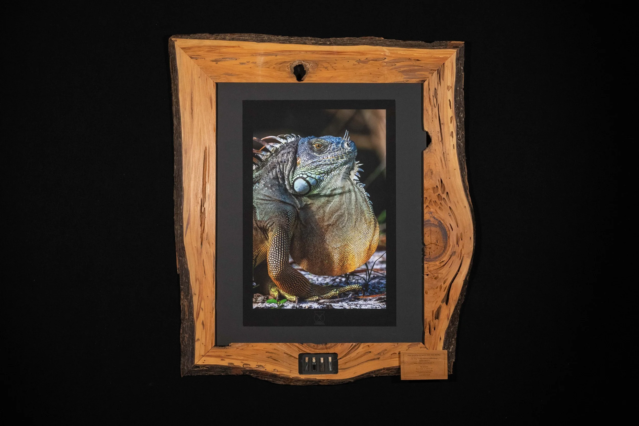 Green Iguana.jpg