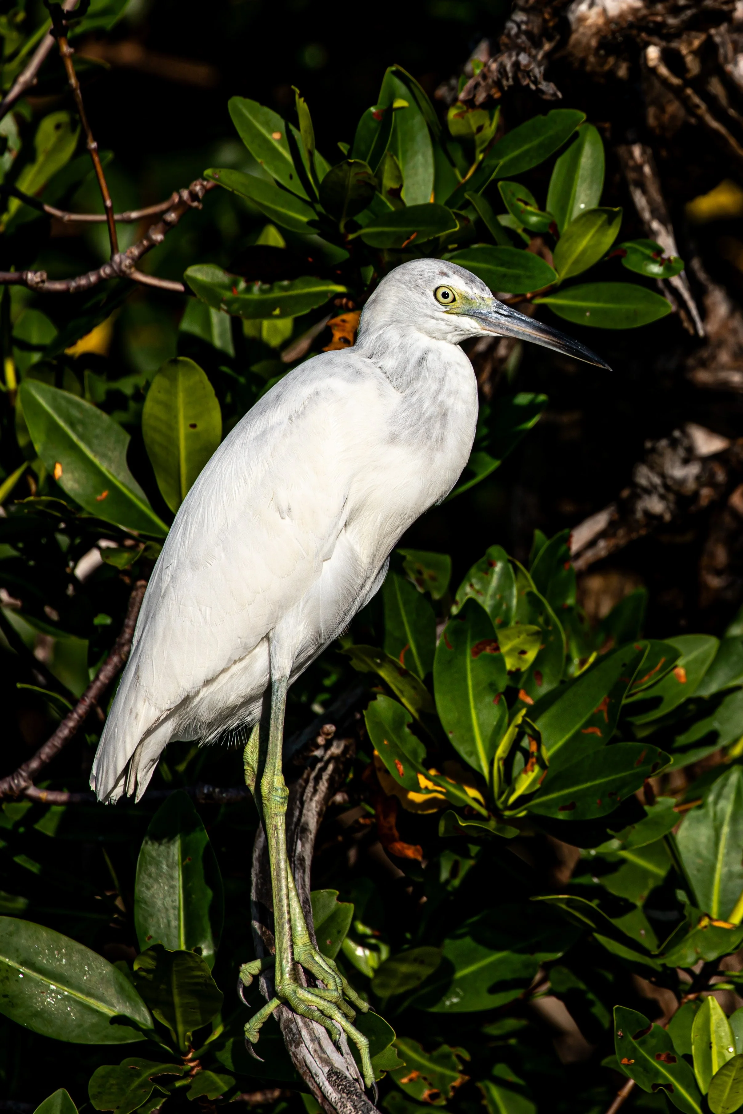 Little Blue White Phase.jpg