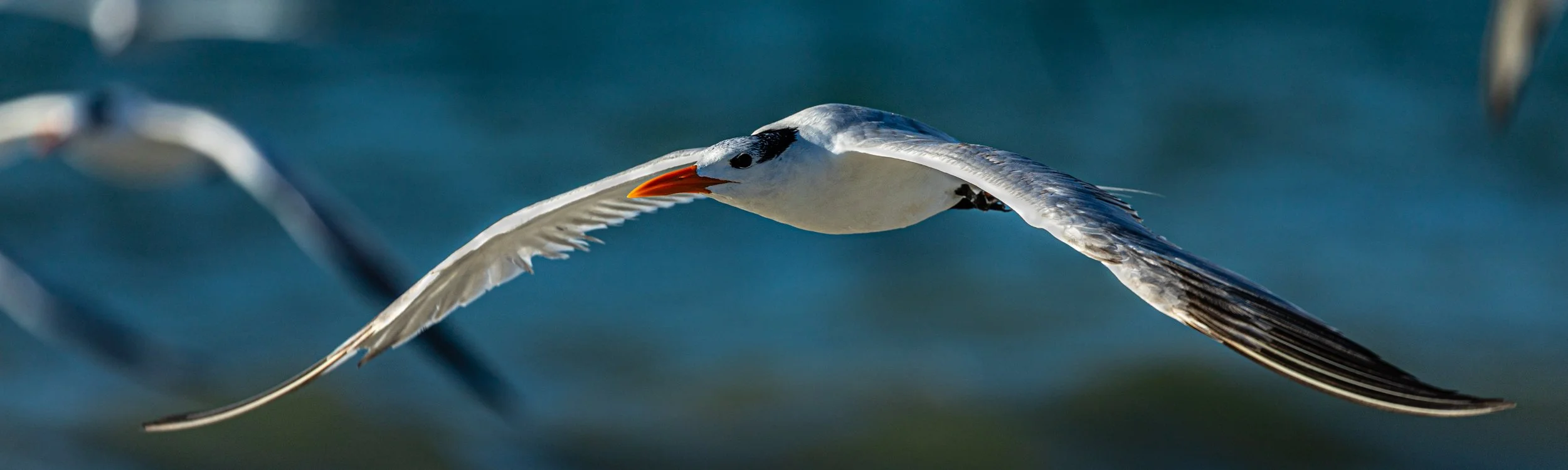 royal tern portrait.jpg