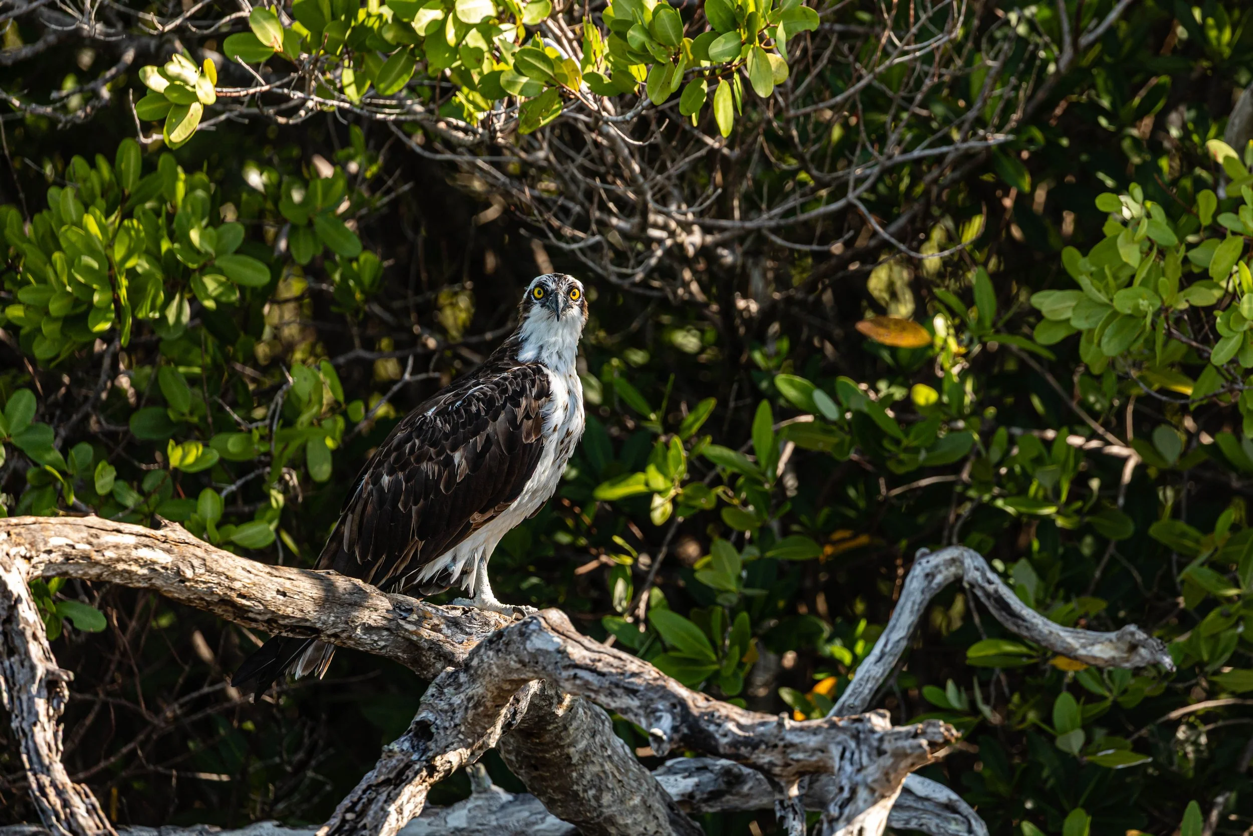Osprey Close eye-to-eye.jpg
