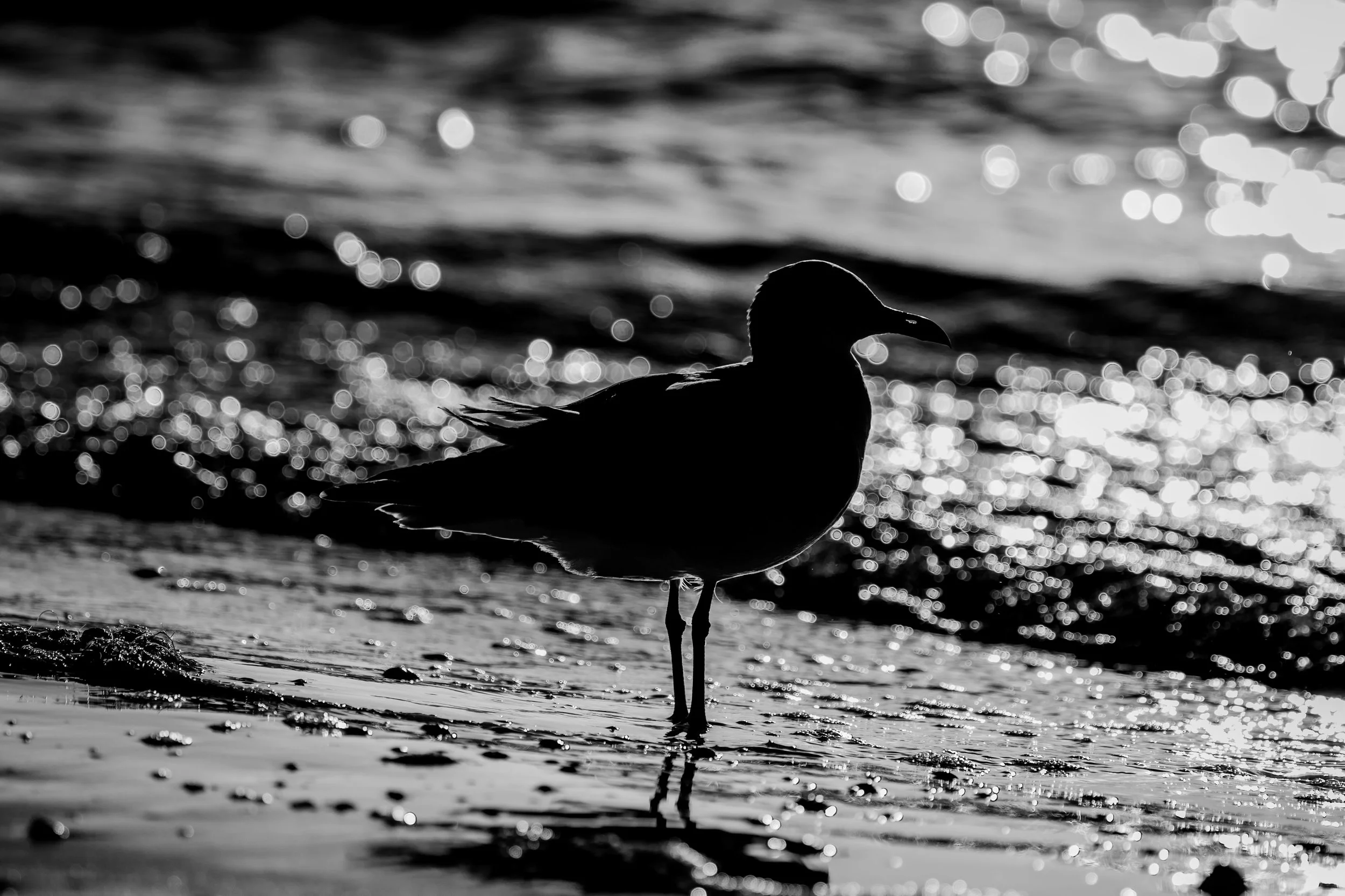 Seagull Sillouette.jpg