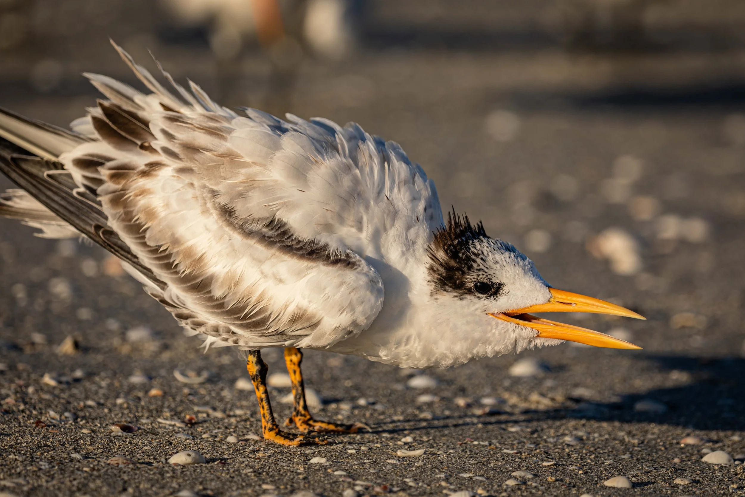Royal Tern.jpg
