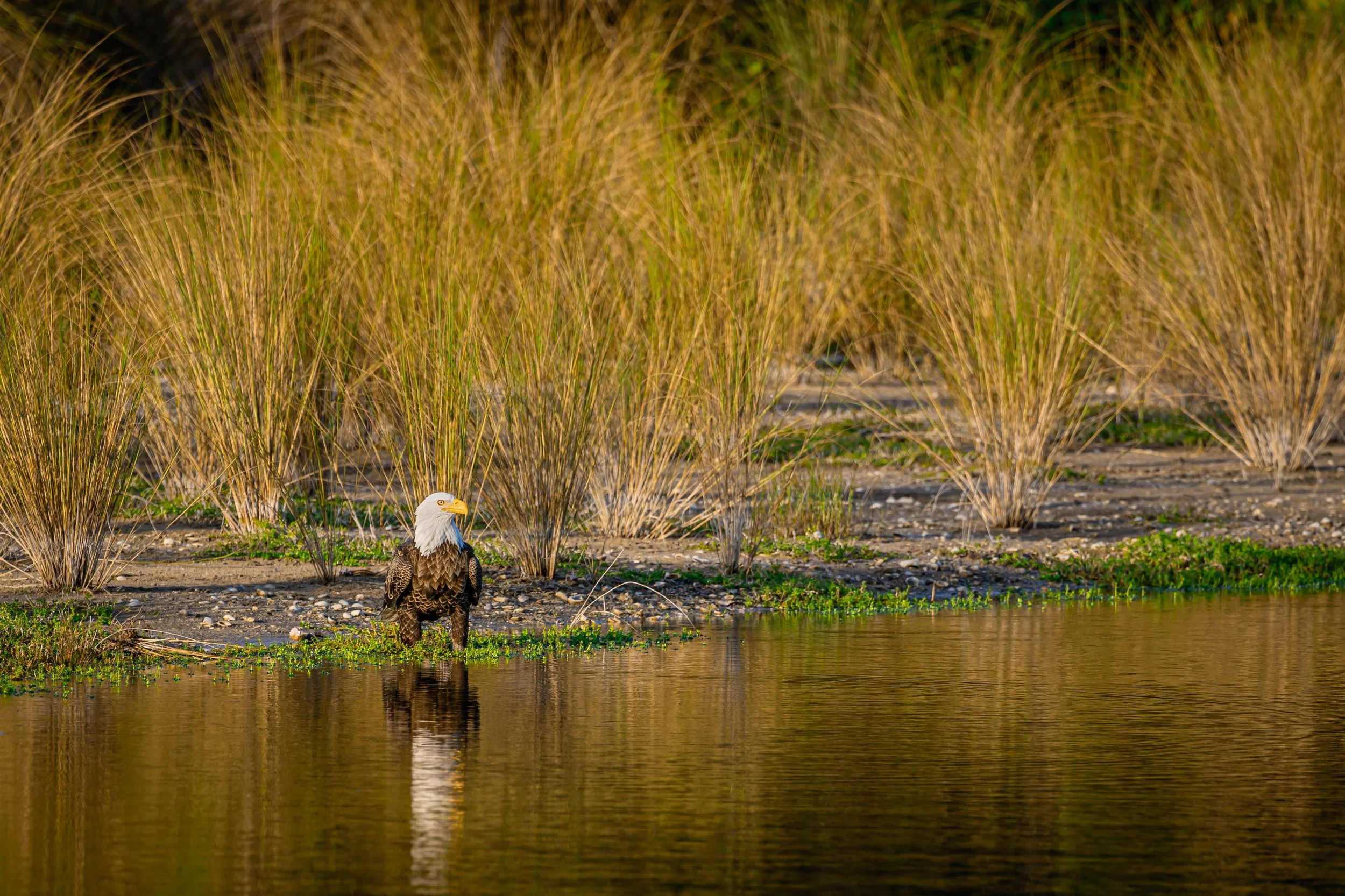 Bald Eagle Drinking.jpg