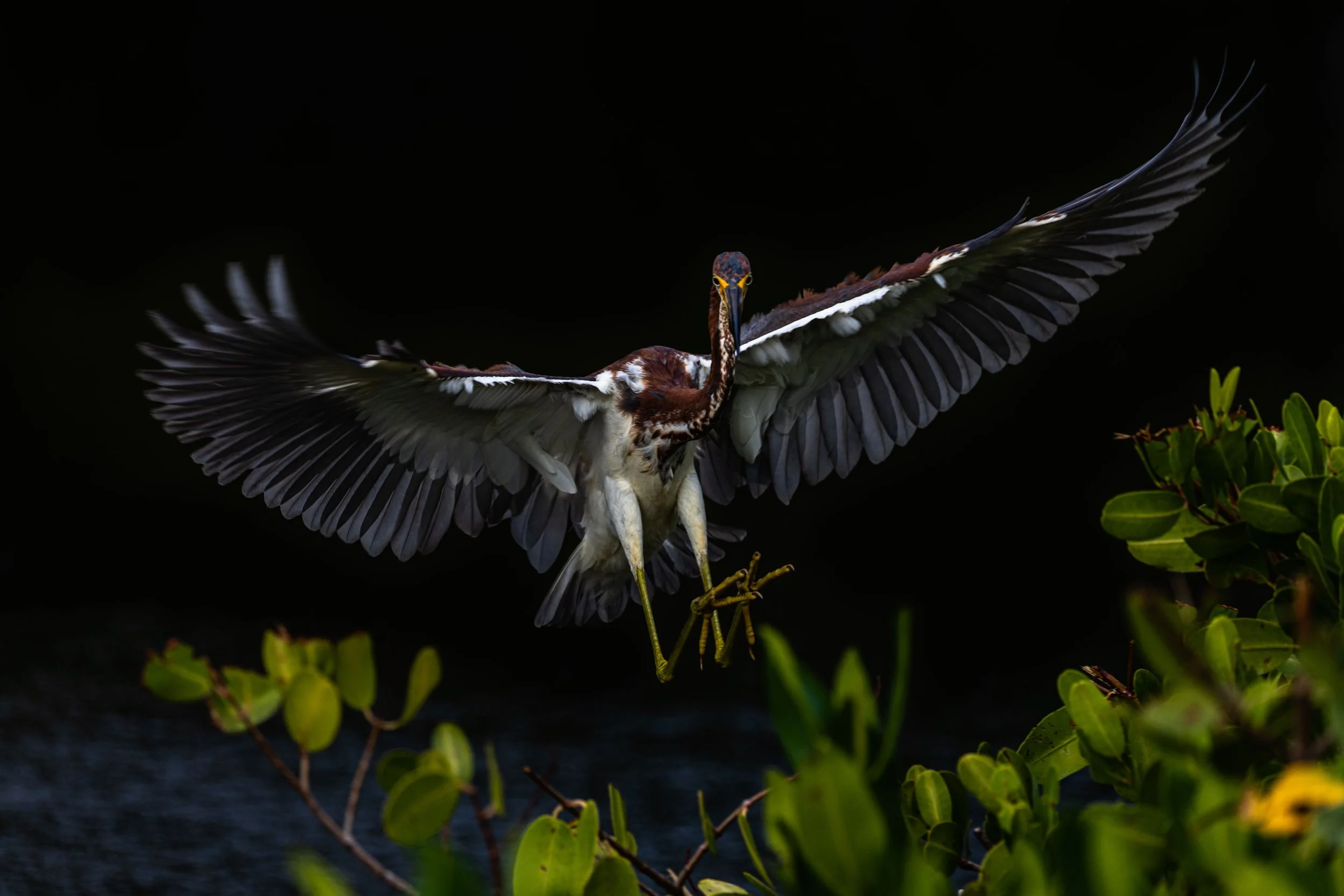 Tricolor Landing.jpg