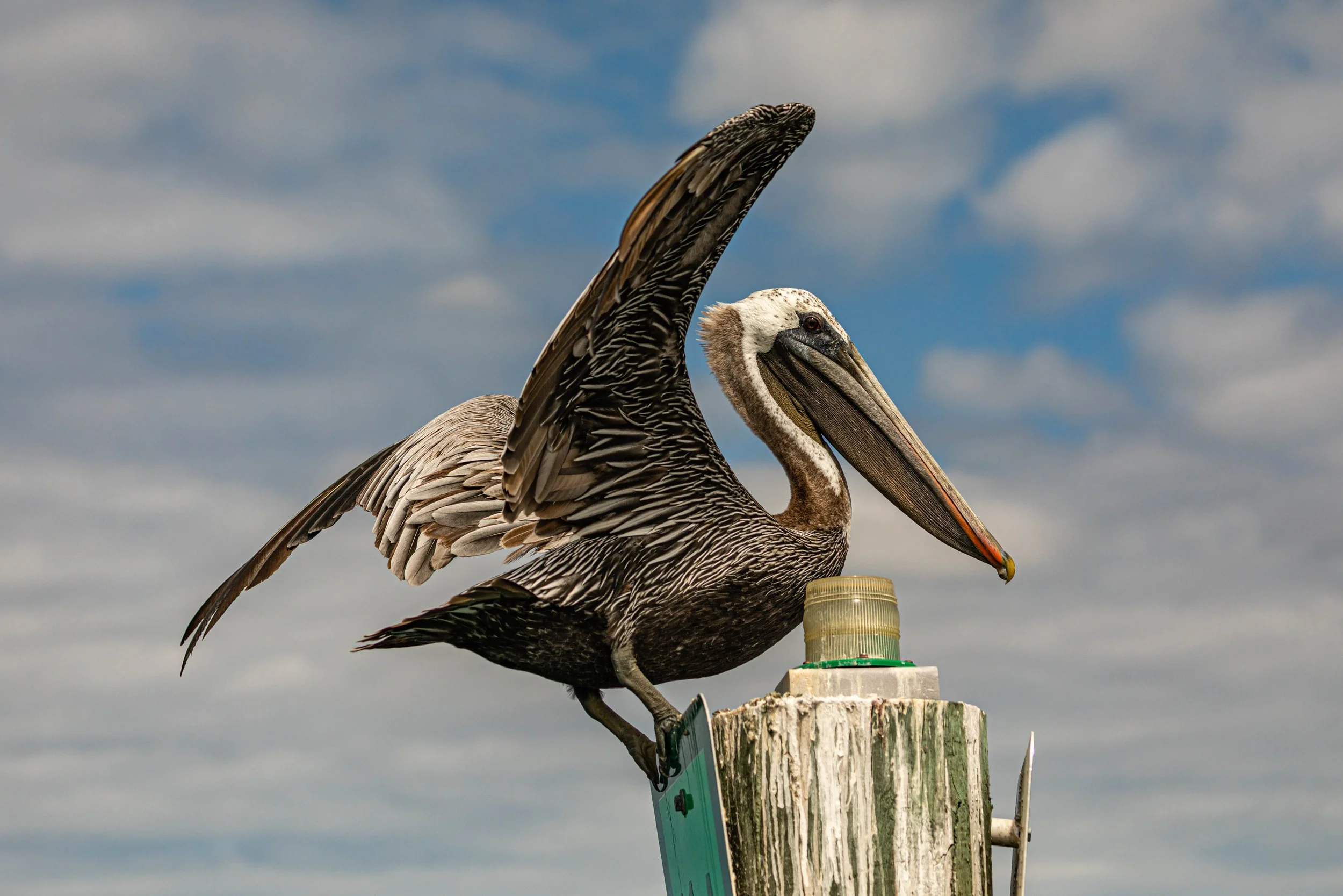 Brown Pelican.jpg