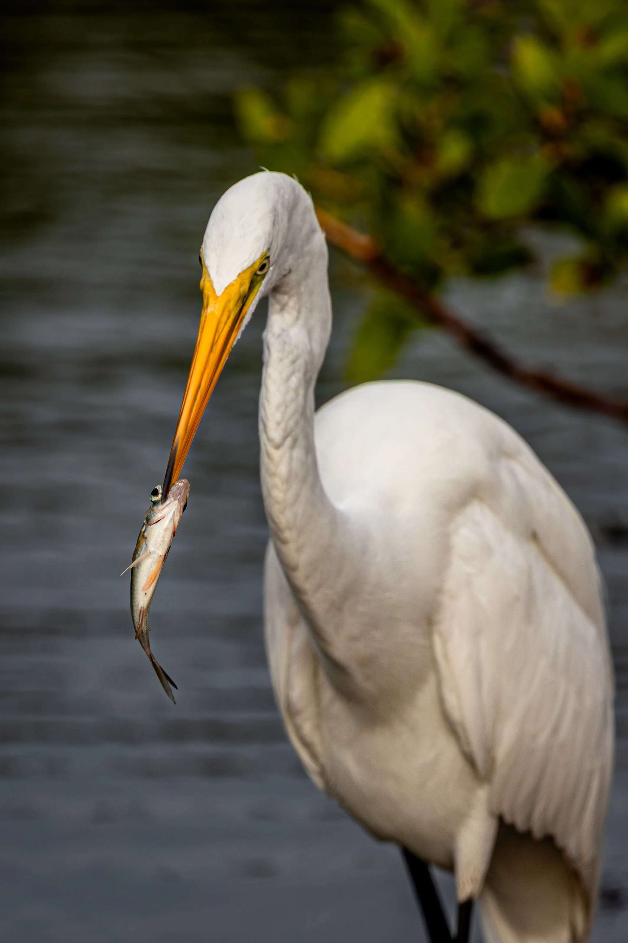Great Egret w- Fish.jpg