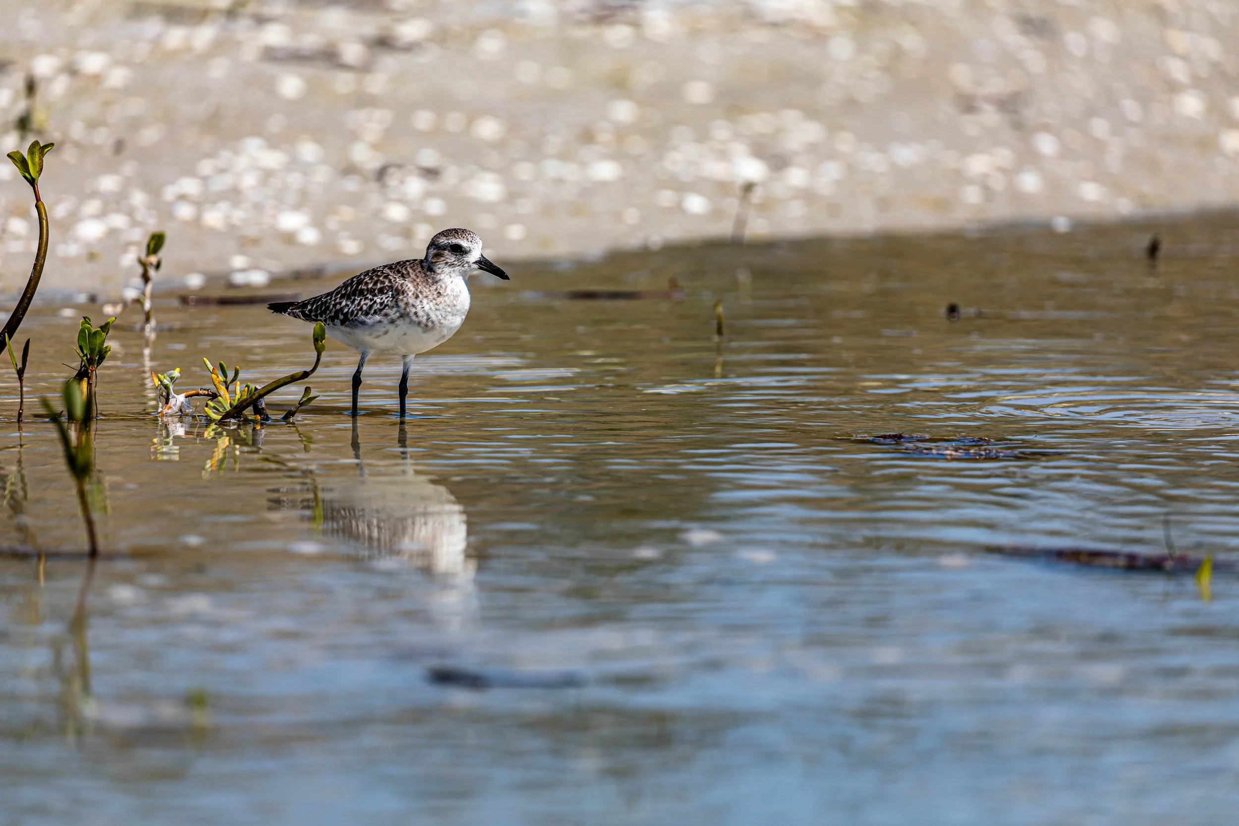 Sanderling Tide Pool.jpg