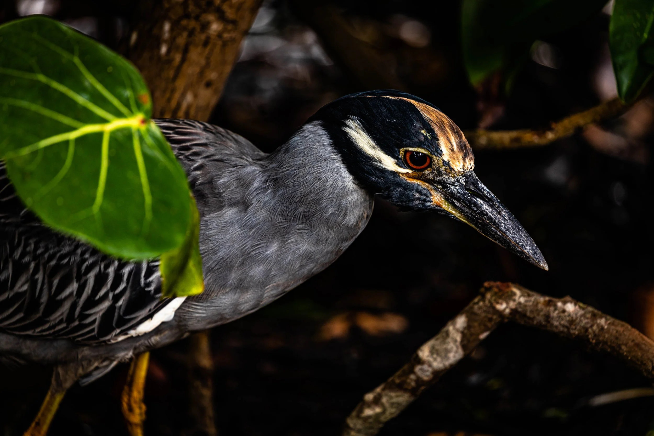 Yellow-crowned Close-up.jpg
