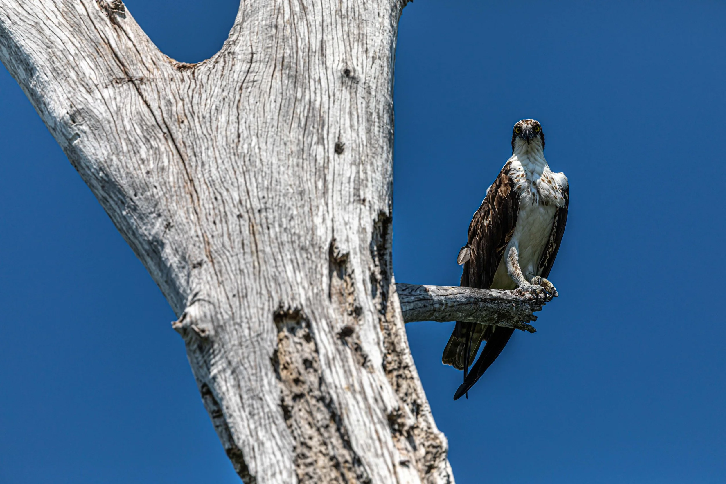 Osprey Stare.jpg