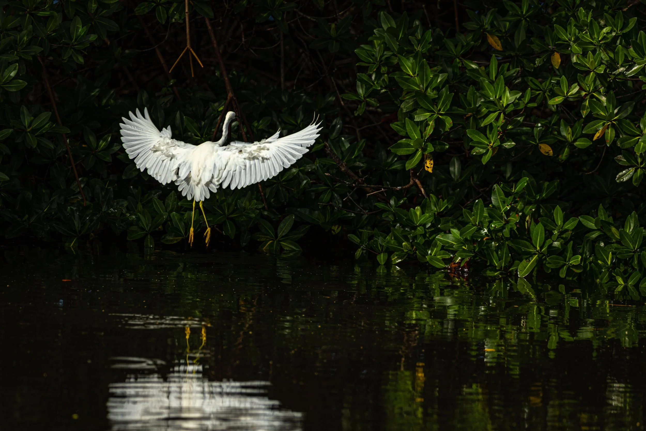 Snowy Landing Back Facing.jpg
