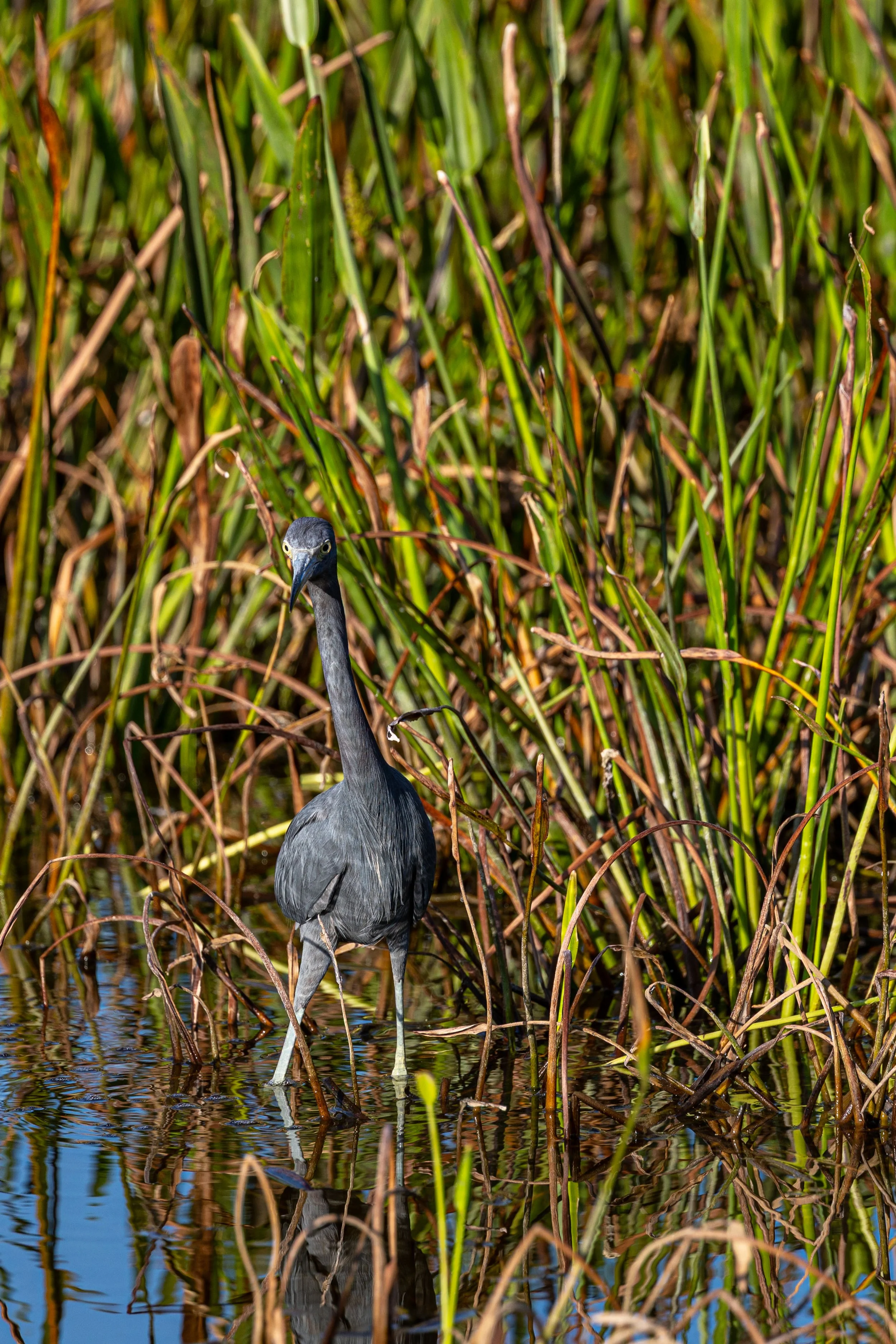 Little Blue Hunting.jpg