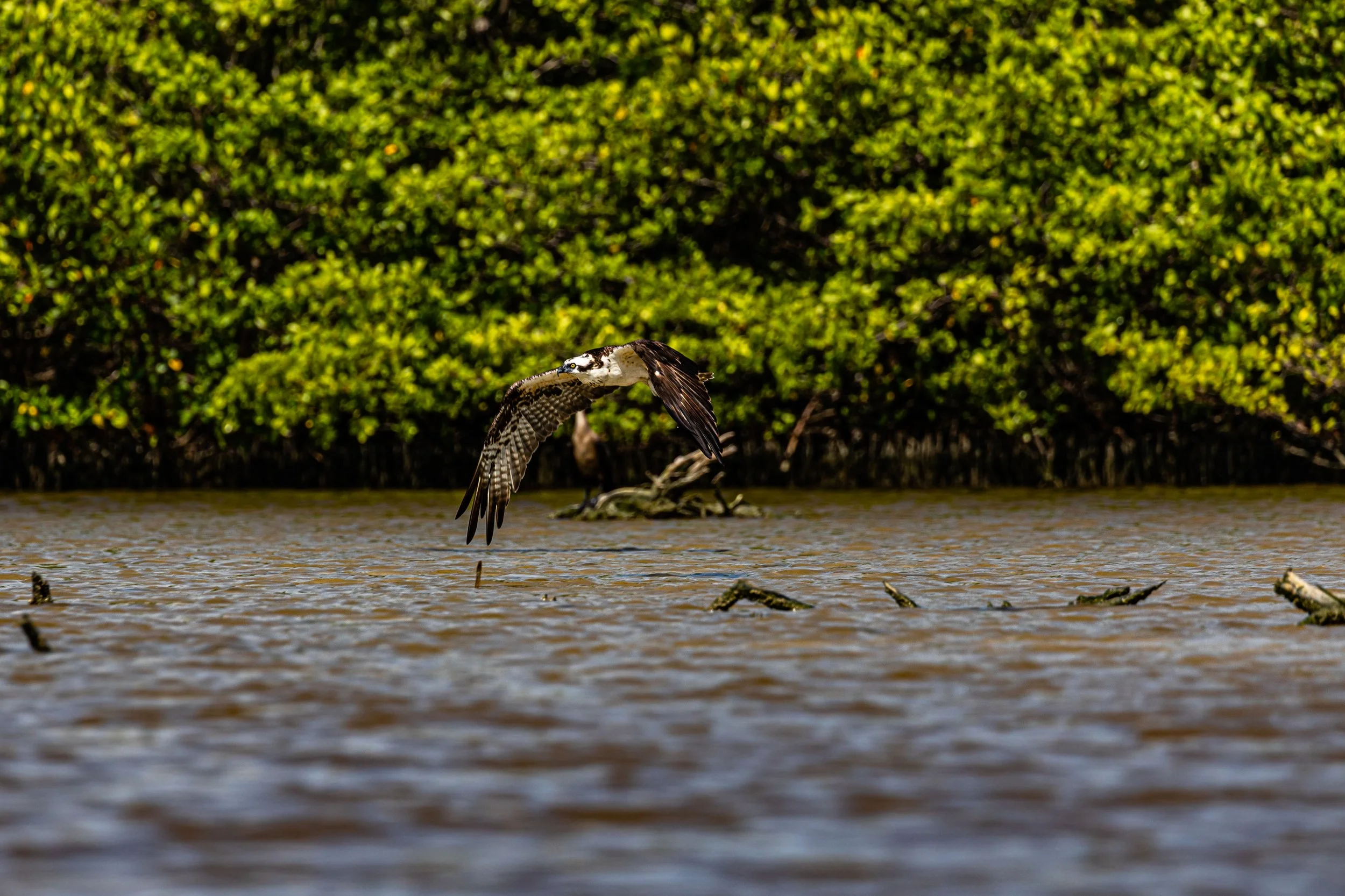 Osprey in Flight.jpg