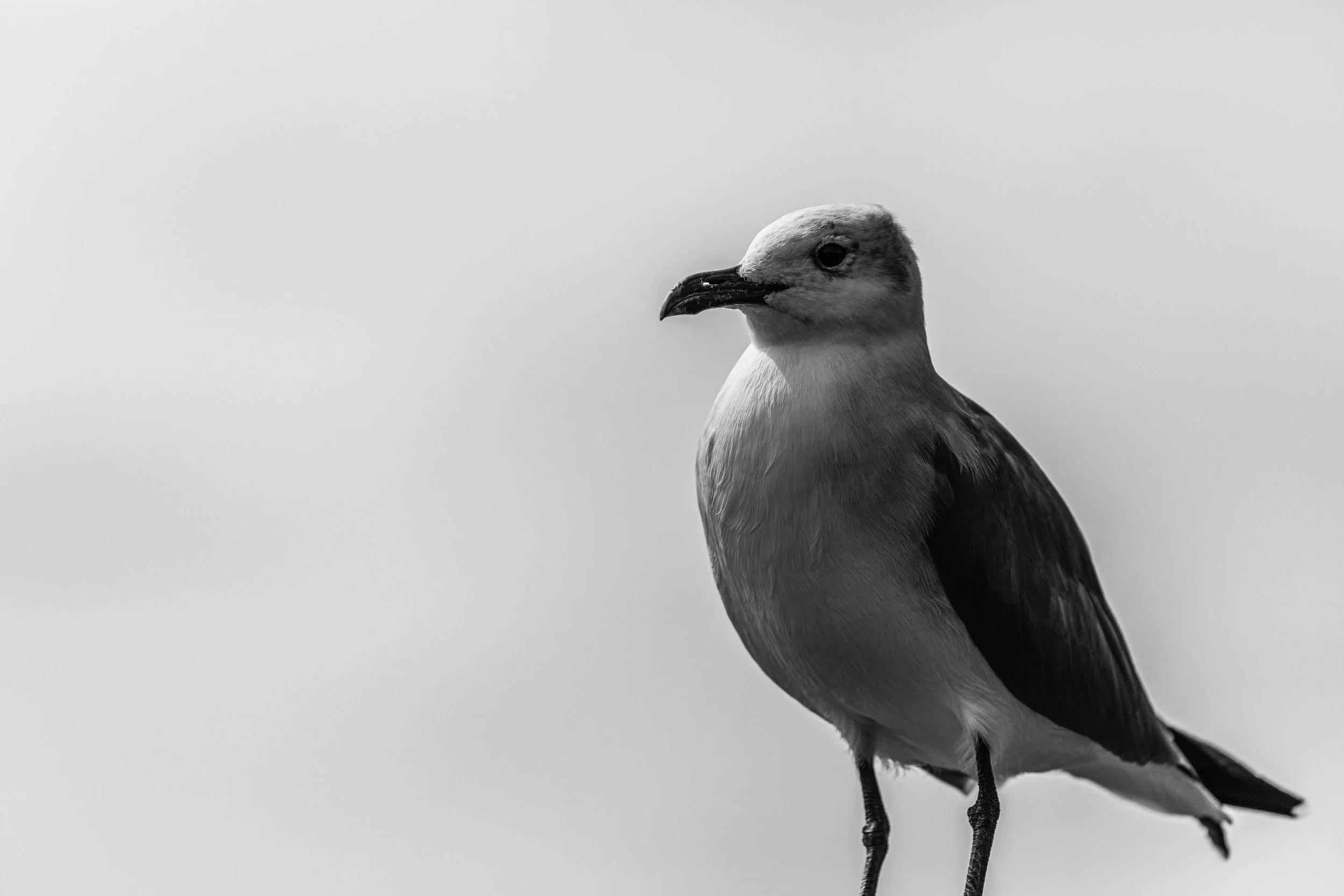 Seagull.jpg