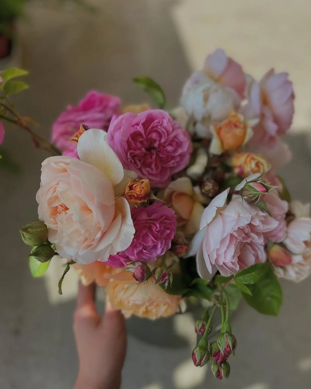 bloom 2.jpg