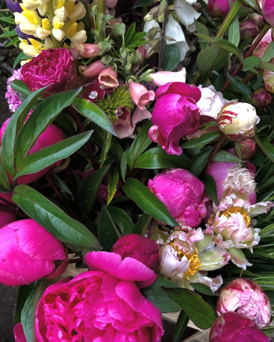 bloom 1.jpg