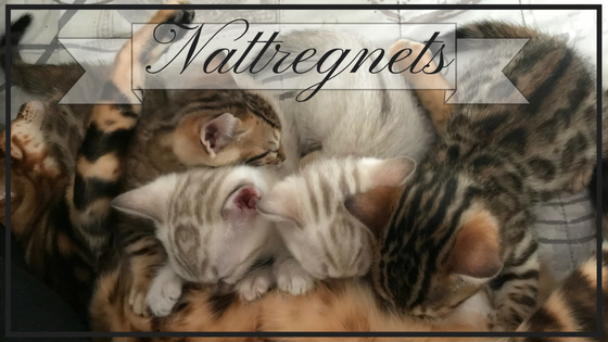 nattregnets.png