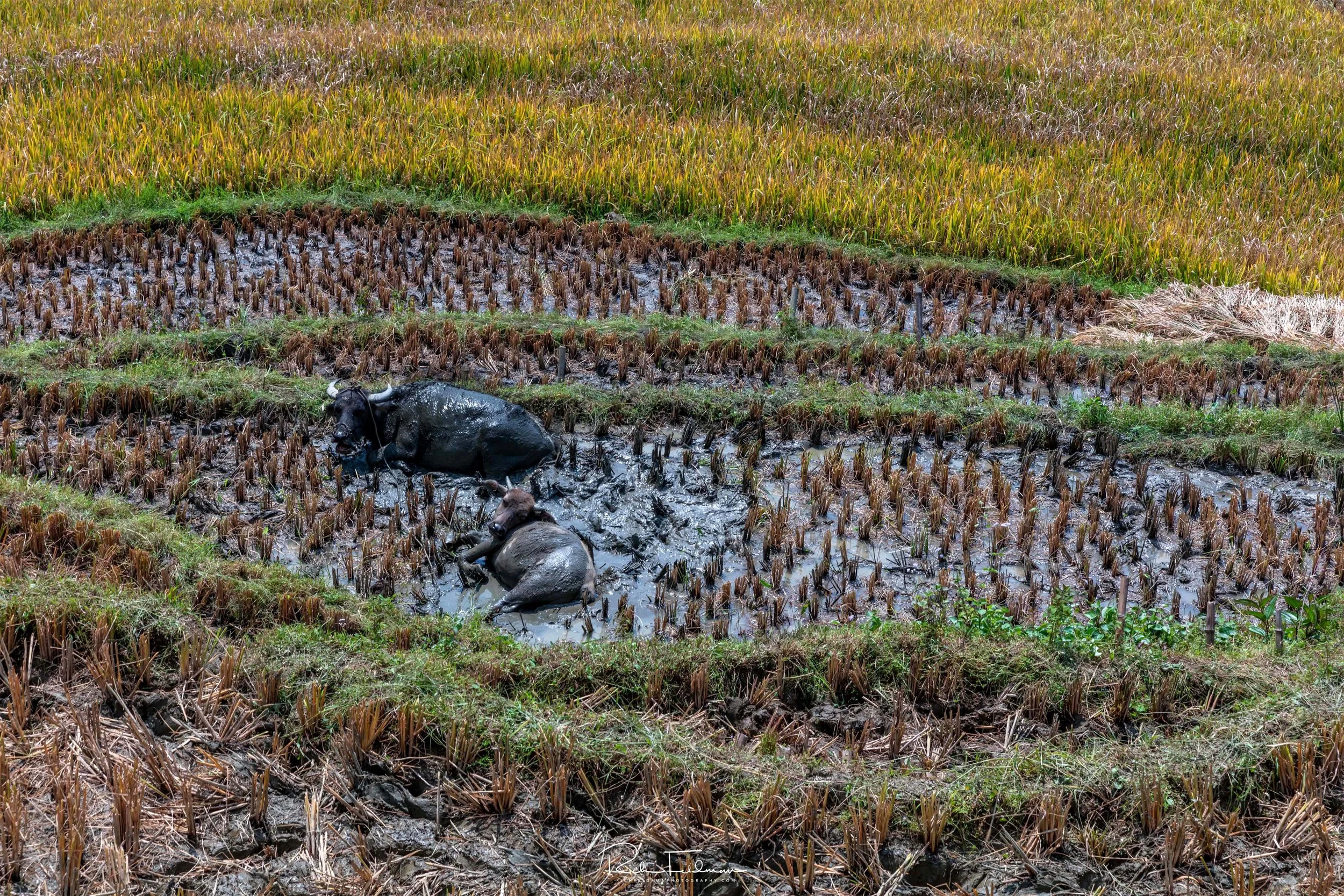 Vietnam selects-54.jpg