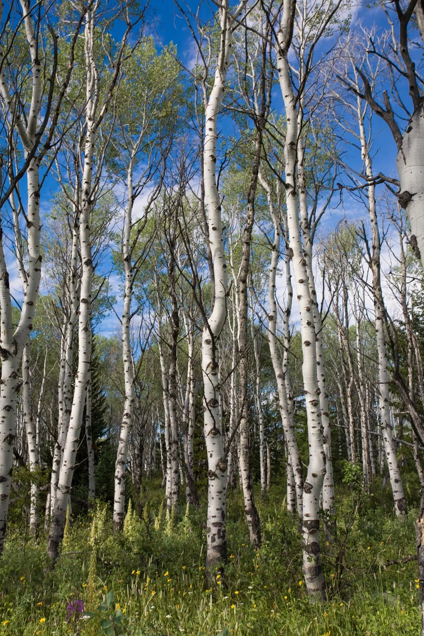 Wyoming 08.jpg