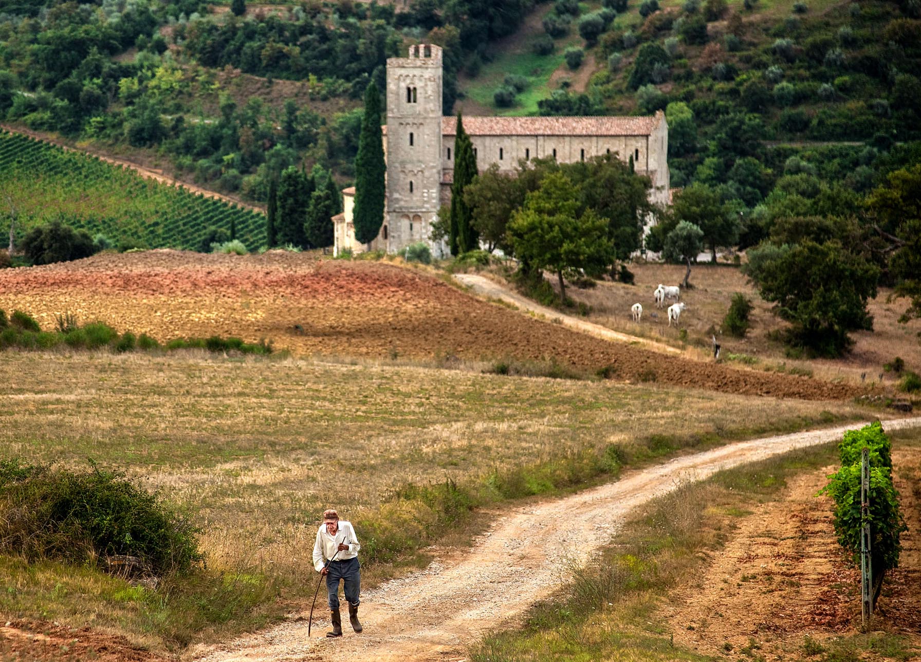 Tuscan-walker.jpg