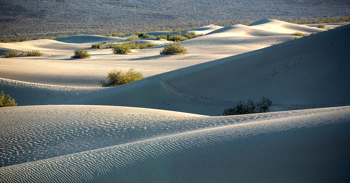 mesquite dunes 4.jpg