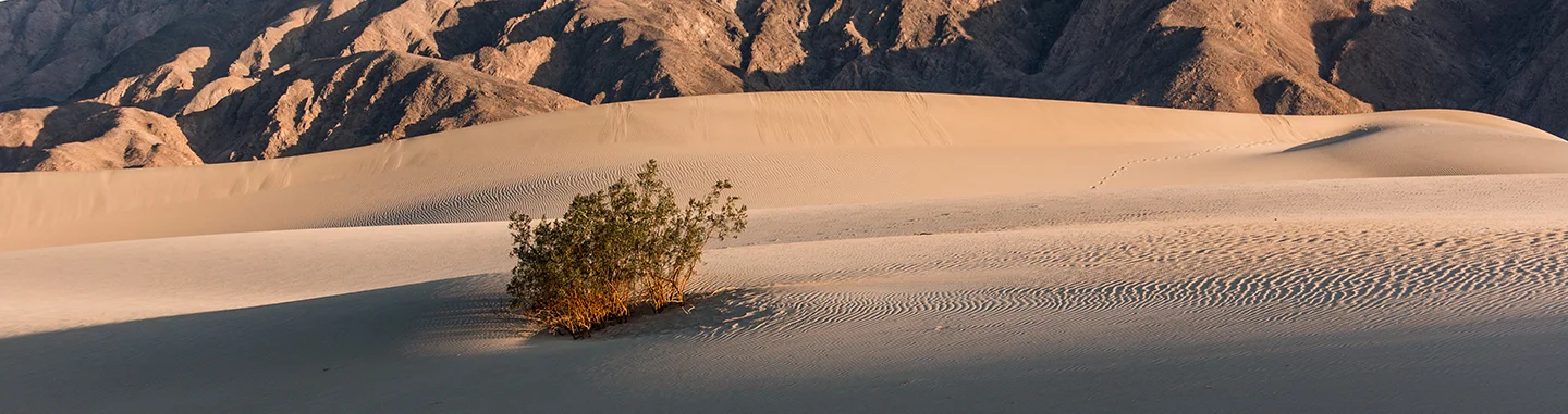 mesquite dunes 6.jpg