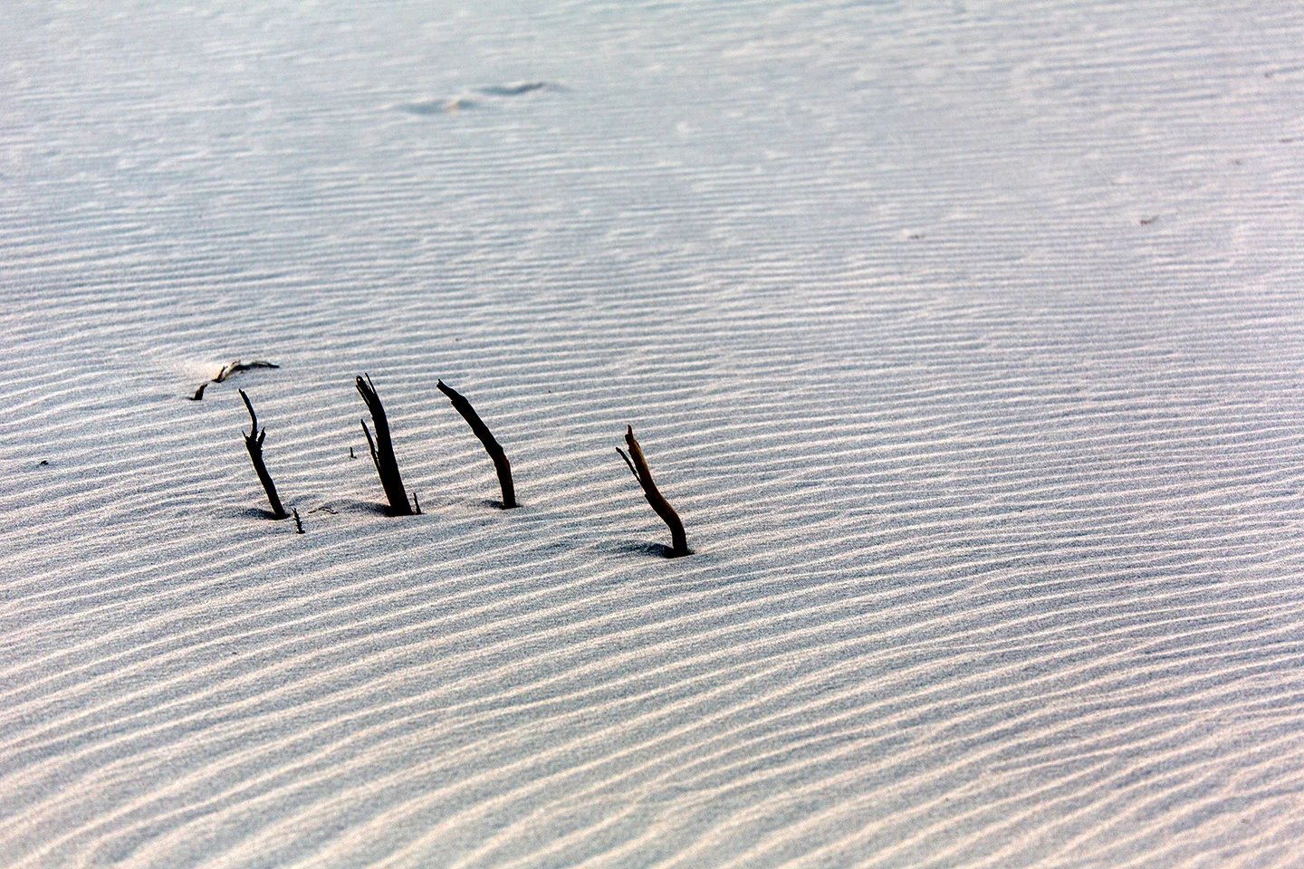 mesquite dunes 8.jpg