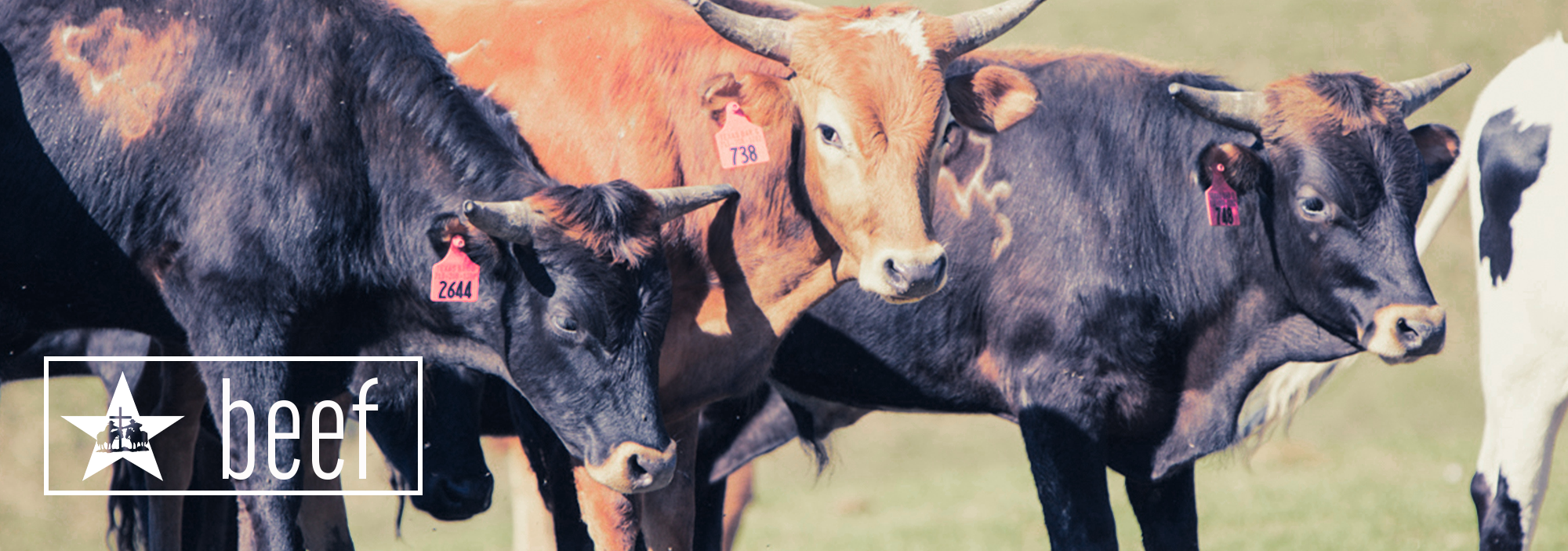 LSBeef_web header v2.png