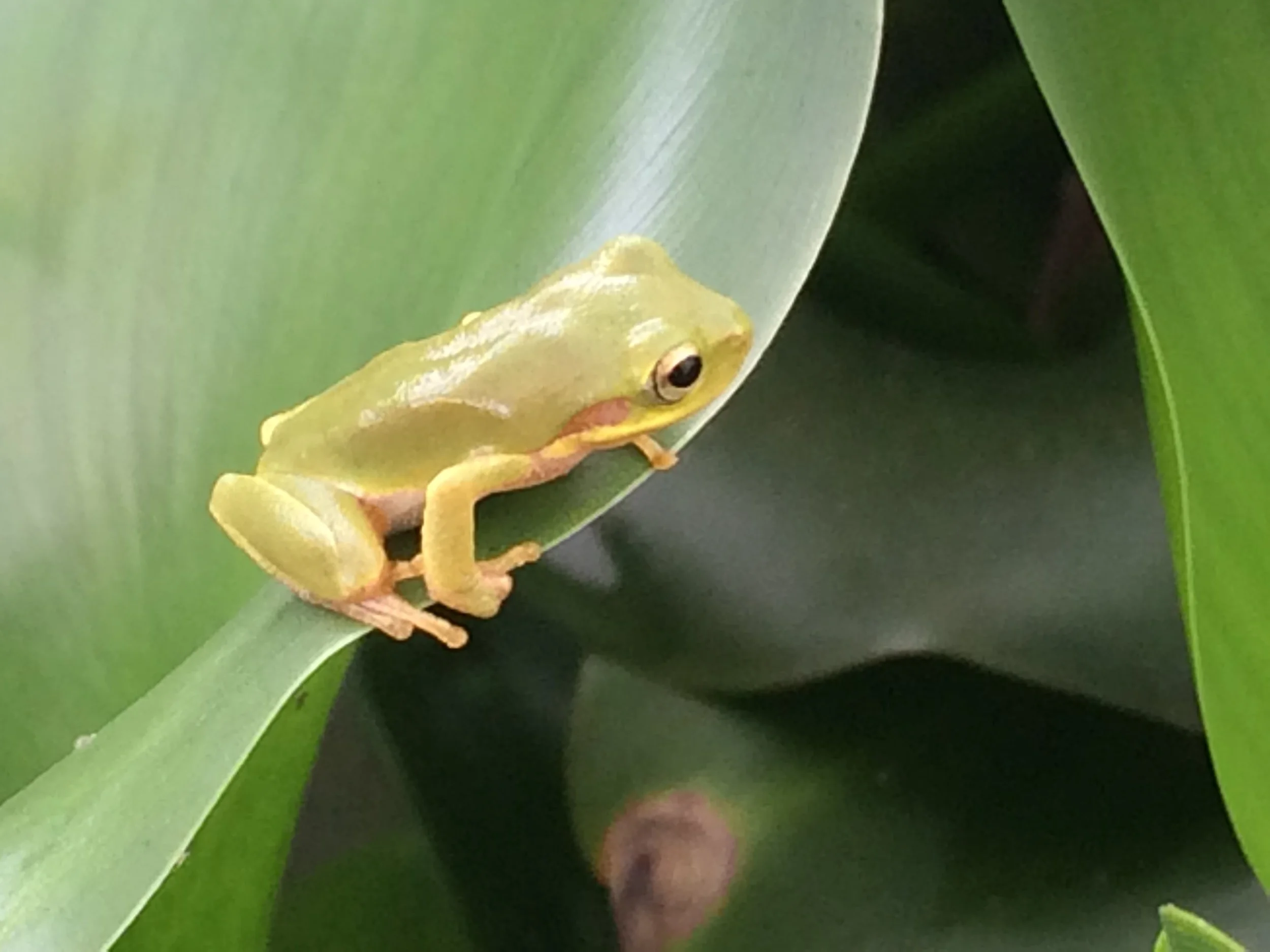 tree frog.JPG