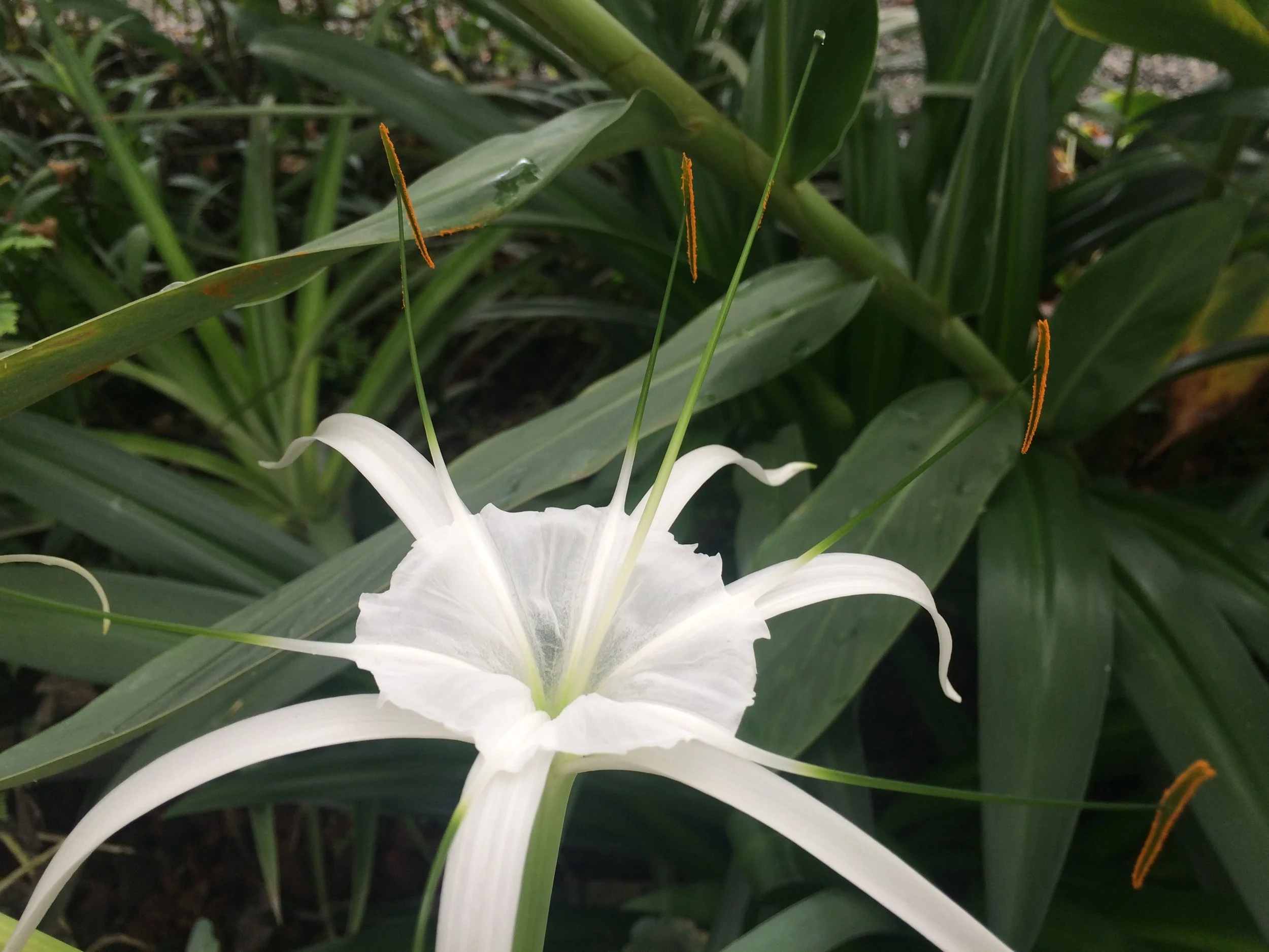 ginger flower.JPG