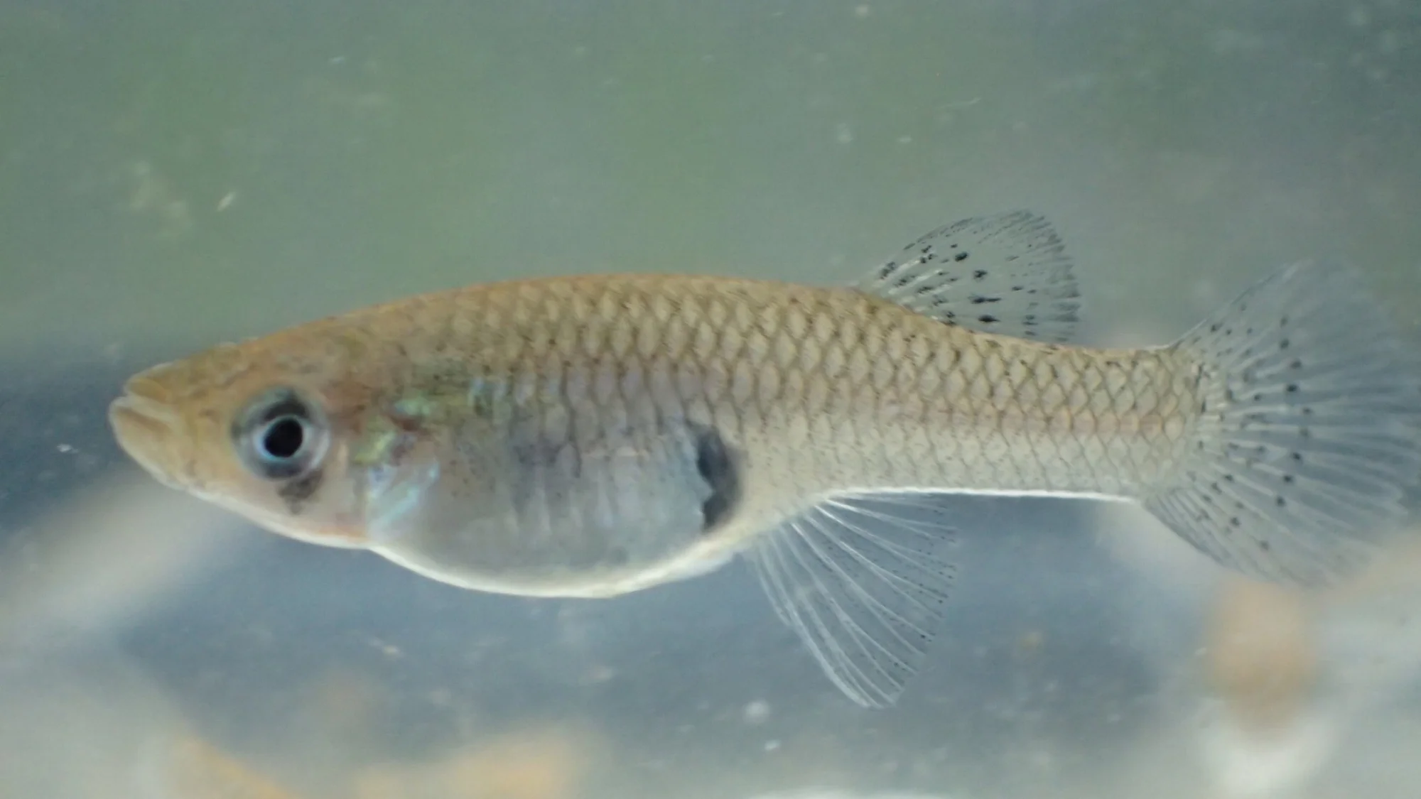 mosquitofish05012018.JPG