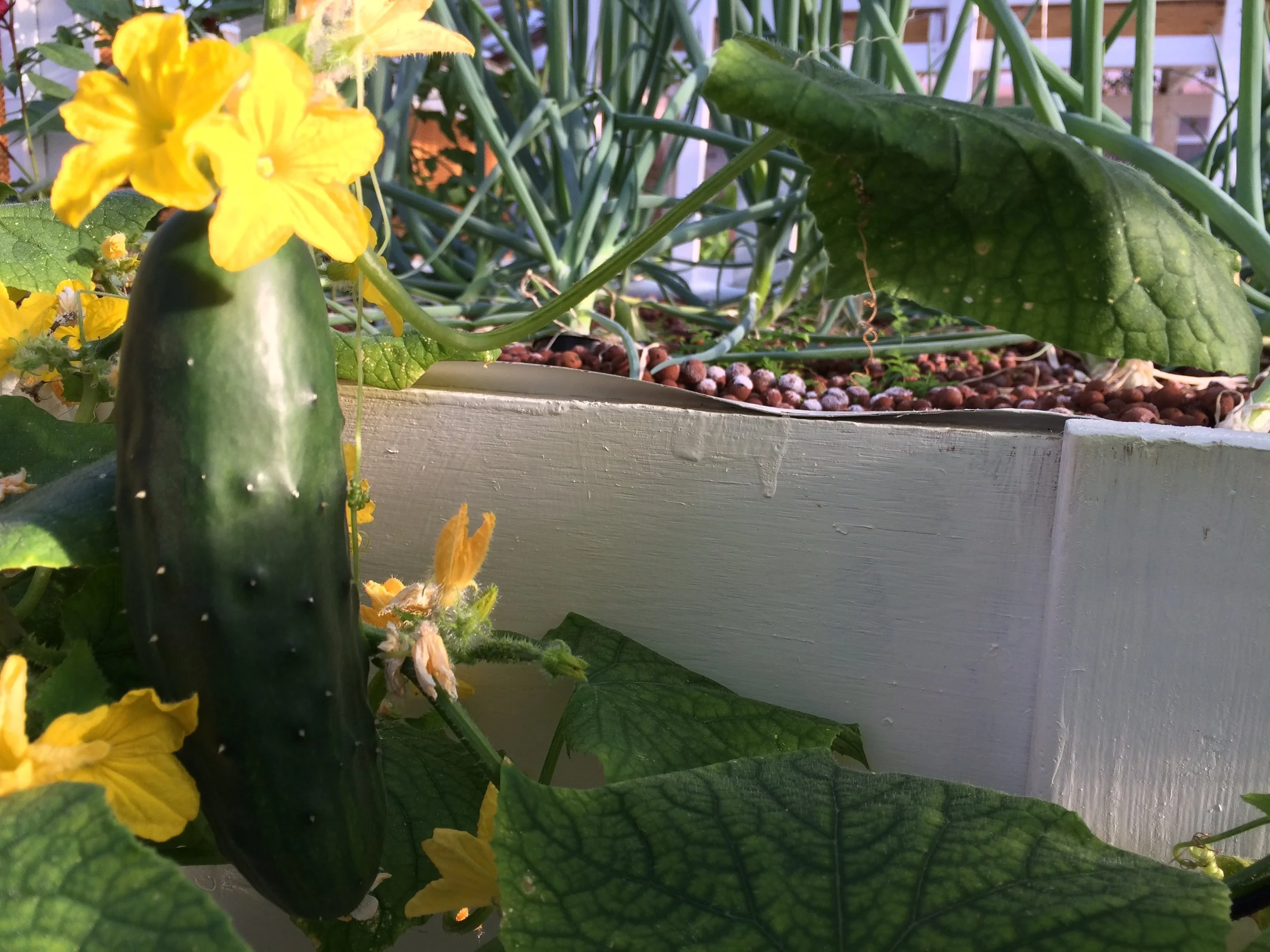 cucumber horizontal.jpg