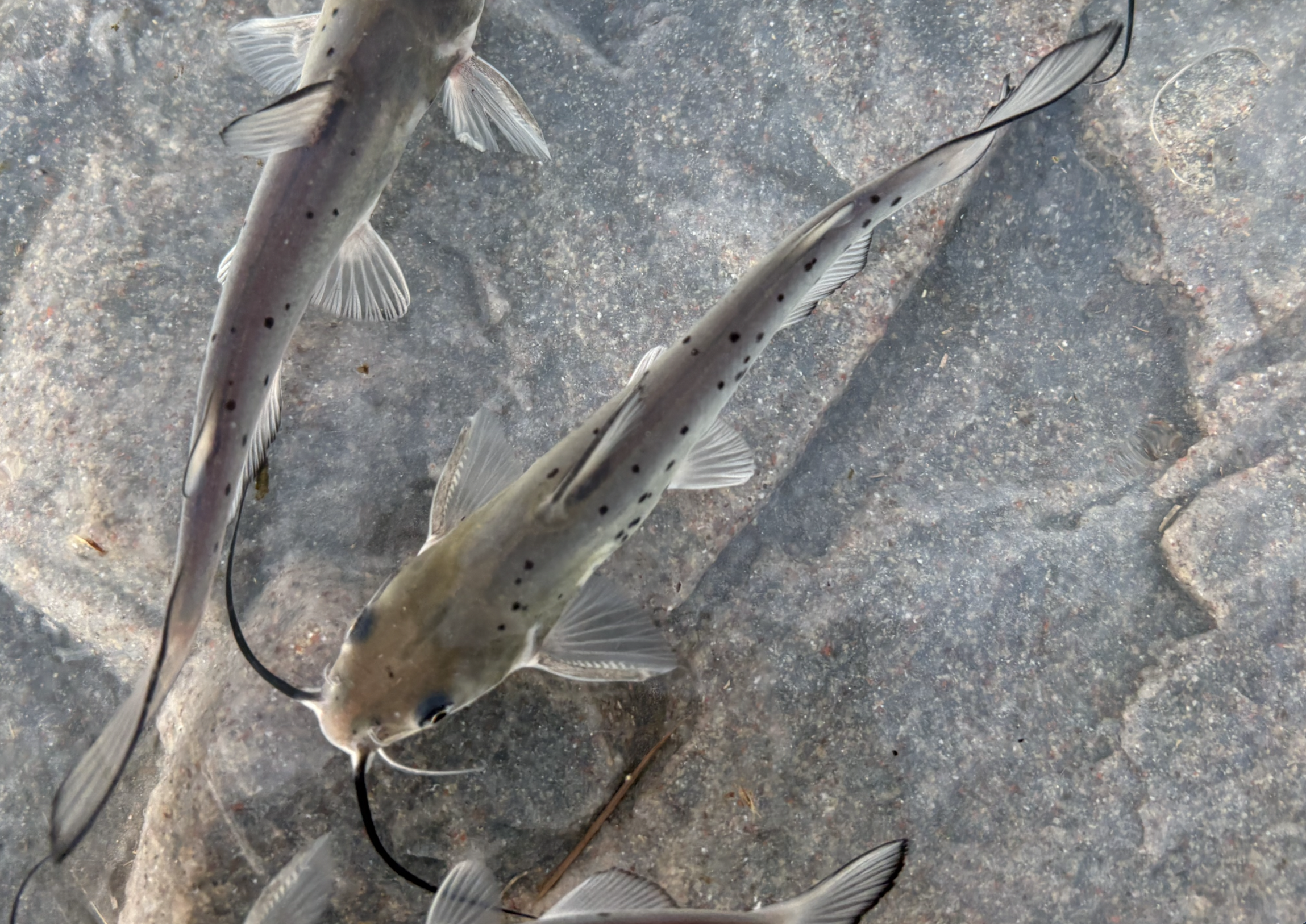 channel catfish top view.png